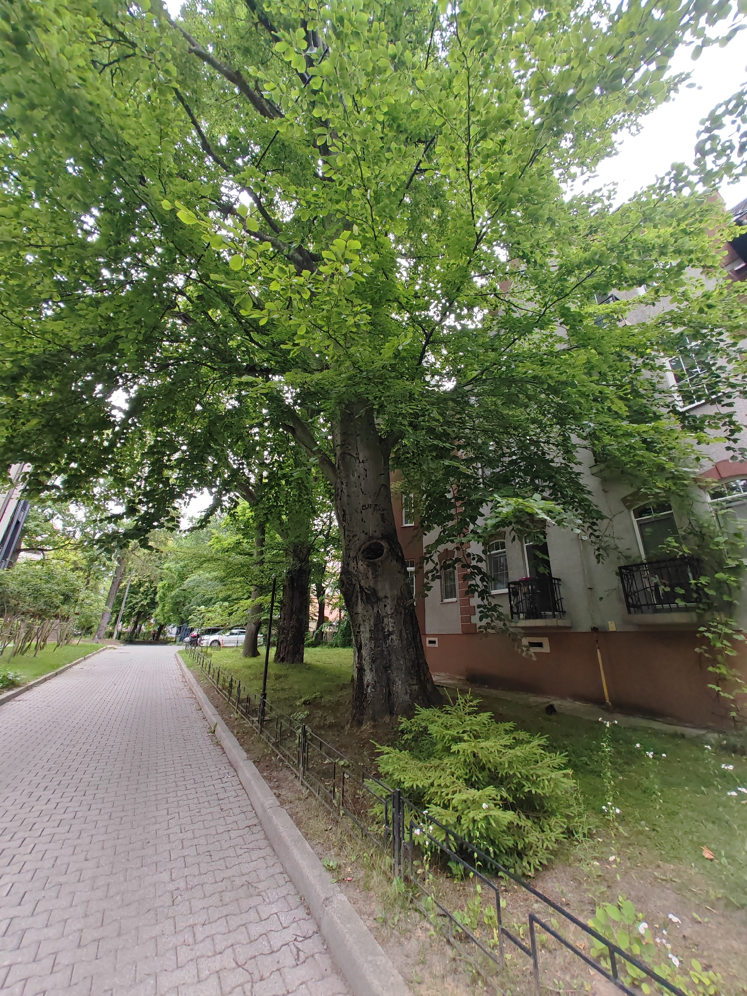 This media file depicts a pathway in Svetlogorsk, Russia. The pathway is paved with grey interlocking bricks and runs alongside a grassy area bordered by a low black metal fence. To the right of the pathway, a large, mature tree with lush green foliage dominates the foreground. Beyond the tree, a multi-story building with a grey facade and red trim is visible. The building features several windows, some with black metal balconies. Several smaller evergreen trees and bushes are planted along the fence line in the foreground. In the background, more trees and parked cars are visible, suggesting an urban or suburban setting. The lighting and bright green leaves indicate it is daytime, likely during the warmer months. The scene appears peaceful and serene, with no people visible. The overall impression is of a well-maintained residential area with abundant greenery.
