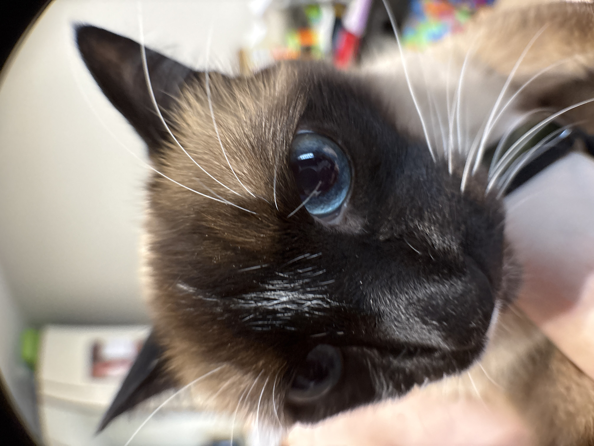 The image is a close-up, low-angle fisheye shot of a Siamese cat's face. The cat is looking directly at the camera with its striking blue eyes. The cat's fur is a mix of dark brown and tan, with prominent white whiskers. The background is blurred, with hints of colorful objects and a light-colored surface that could be a shelf or a wall with items on it. The lighting appears to be indoor, possibly from a window or artificial light, as there are reflections in the cat's eyes. The overall impression is one of intimacy and curiosity, as the cat's face fills most of the frame, conveying a sense of being directly engaged by the viewer. There is no visible text in the image. The context of Izhevsk, Russia is noted, but there are no specific visual cues in the image to confirm this location.