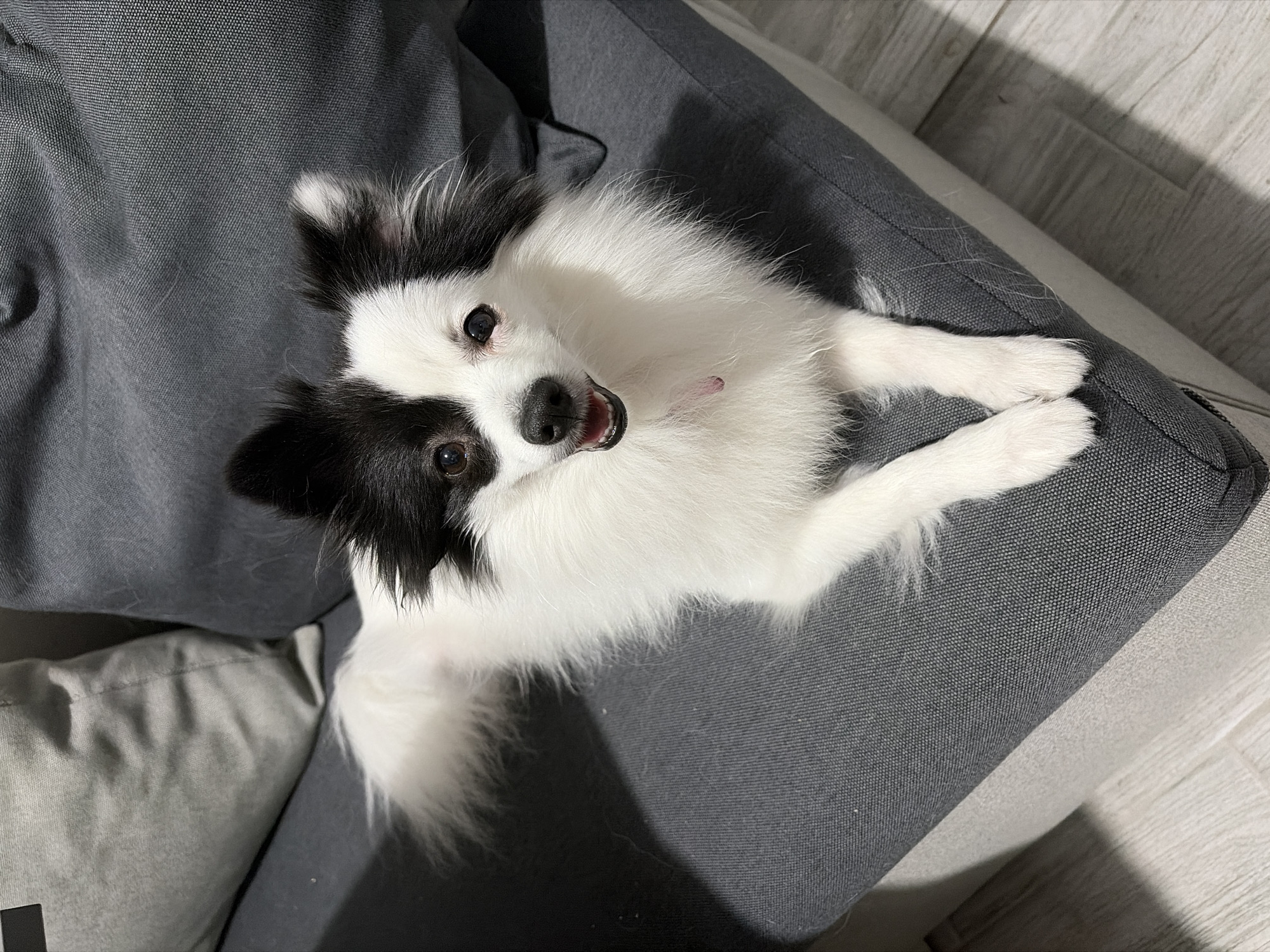 A black and white dog with fluffy fur and pointed ears is lying on a dark grey sofa. The dog is looking directly at the camera with its mouth slightly open, revealing its pink tongue. The sofa has two grey pillows behind the dog. The floor in front of the sofa appears to be light-colored wood. There is a shadow cast on the floor to the right of the dog. The scene is indoors.