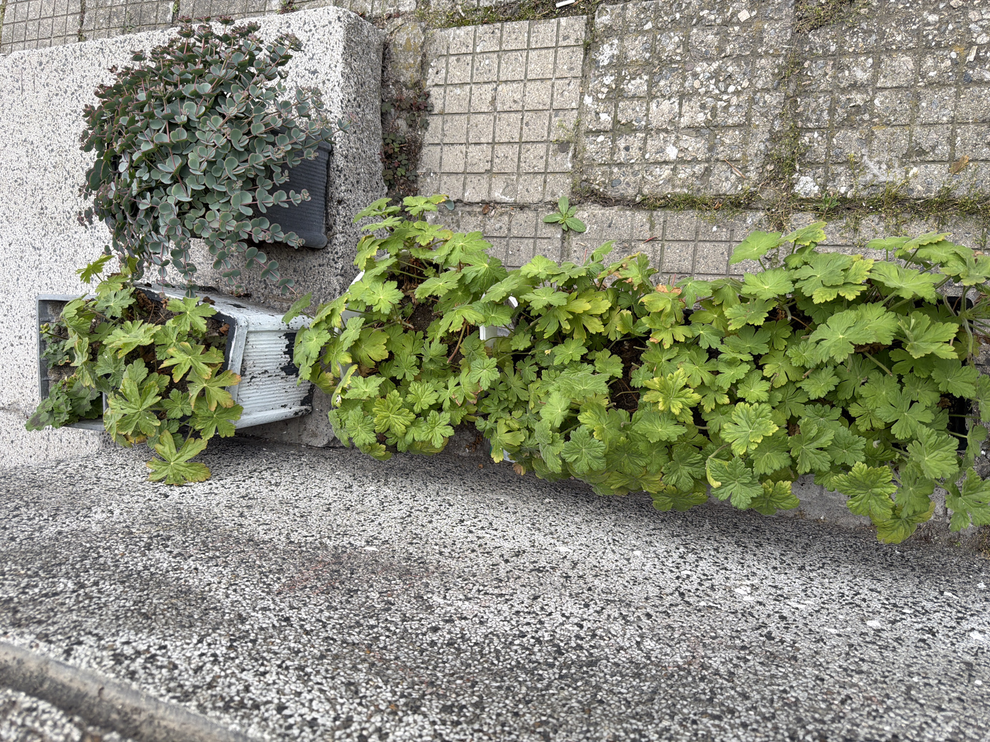 An outdoor scene in Pazardzhik, Bulgaria features several potted plants against a textured concrete wall and a tiled walkway. In the foreground, a tall planter contains vibrant green leafy plants, likely geraniums. To the left of this, a white plastic planter holds similar green foliage. Further back and to the right, on a raised concrete ledge, a dark pot contains a dense plant with small, rounded, grey-green leaves edged in red, possibly a type of succulent. The ground is paved with square concrete tiles, with some moss and debris visible in the gaps. The overall impression is of a well-maintained, though somewhat utilitarian, outdoor space, possibly a courtyard or entryway.