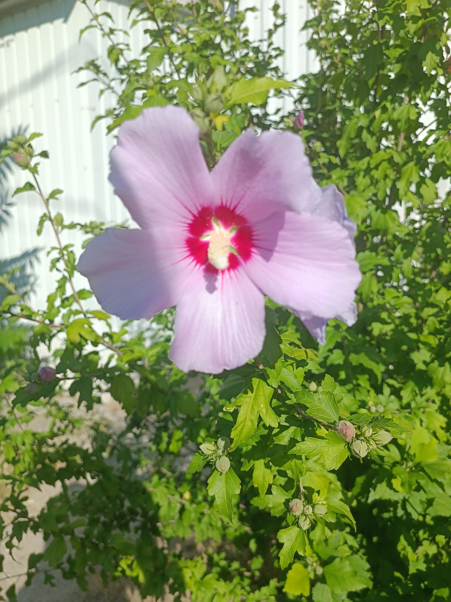 A close-up, slightly blurry shot focuses on a single, large, pale pink hibiscus flower in the foreground. The flower has five delicate petals, with a vibrant deep pink center and a yellow stamen. It is surrounded by lush green leaves and some unopened flower buds. Behind the foliage, a white, corrugated fence is visible, casting dappled shadows on its surface. The image appears to be taken outdoors during daylight.