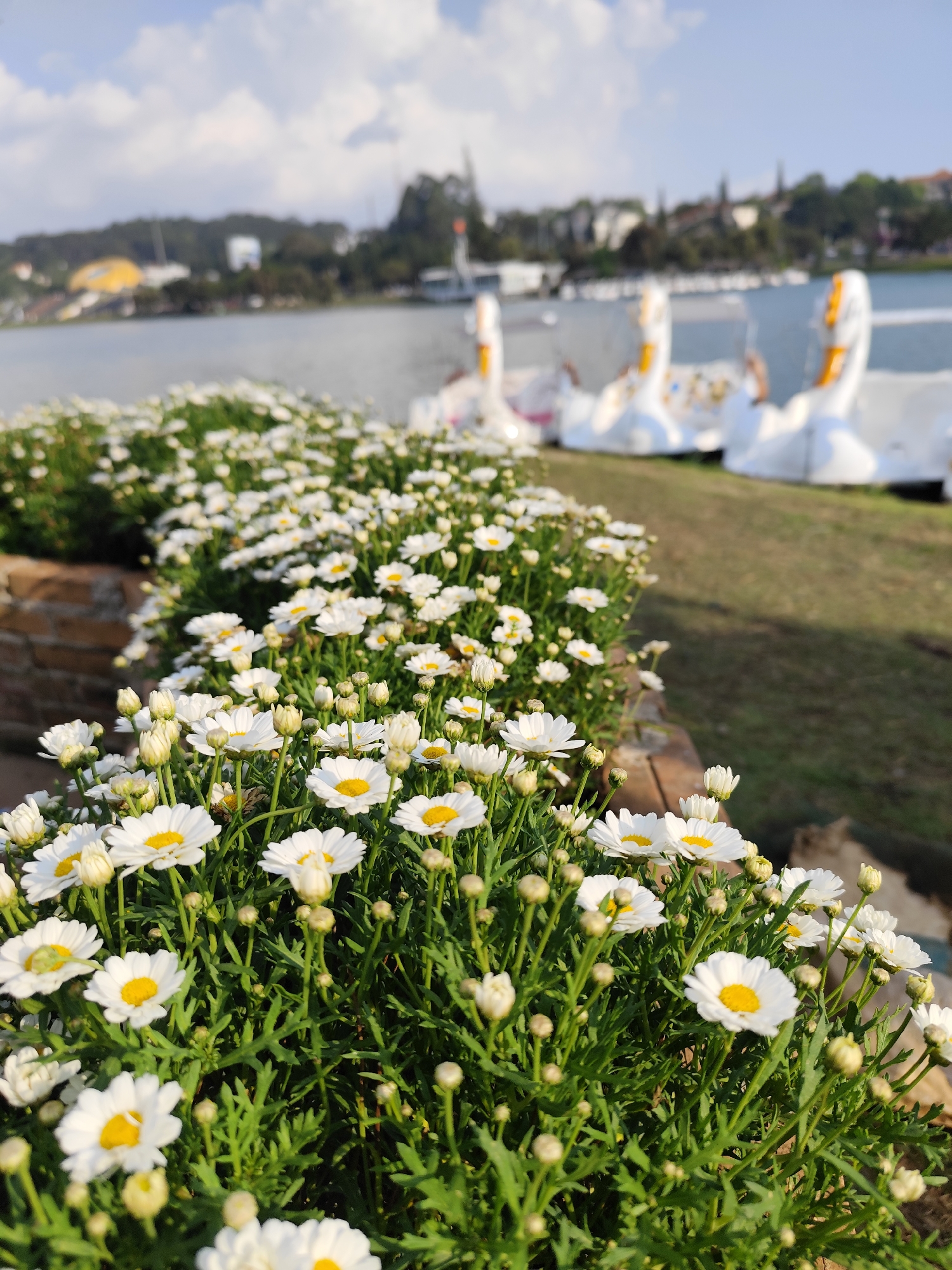 A daytime, eye-level shot captures a landscape in Da Lat, Vietnam. The foreground features a dense row of white daisies with yellow centers, growing from a raised brick planter. Behind the flowers, a body of water stretches into the distance, reflecting the sky. Along the water's edge, several white swan-shaped paddle boats are parked on a grassy area. Across the water, a cityscape blends into the background under a clear sky with some clouds.