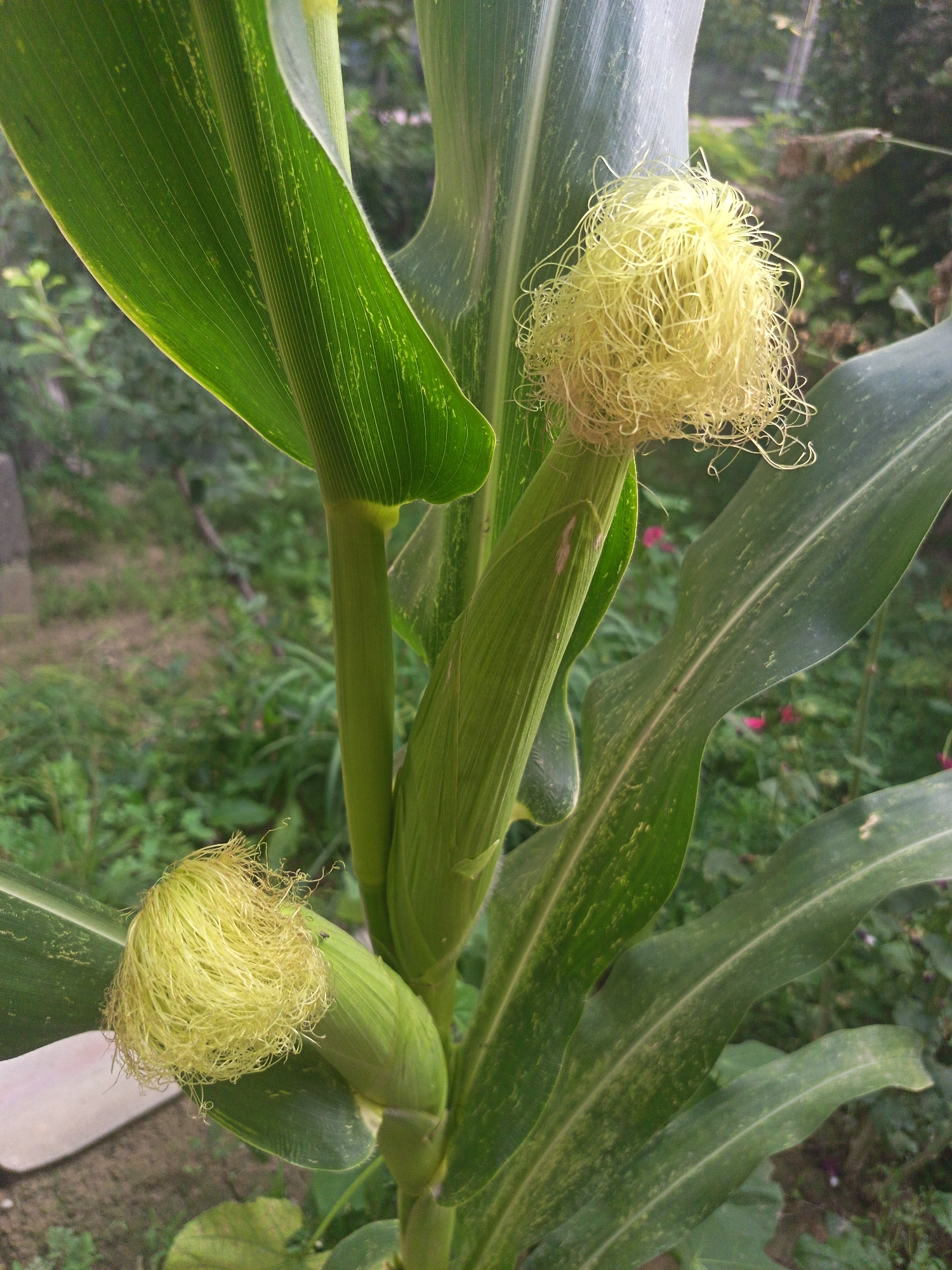A close-up shot focuses on two developing ears of corn on a plant. The foreground is dominated by the green stalks and leaves of the corn plant, with the pale yellow silks of the corn ears prominently displayed. The upper ear is larger and more developed, with its silks forming a fluffy, tangled mass. The lower ear is smaller and still enclosed in its green husk, with a few silks peeking out. The background is blurred, showing a garden setting with green foliage and hints of pink flowers. The image is taken in an outdoor environment, likely a garden or farm, with natural lighting. The location is stated to be Langar, Uzbekistan.
