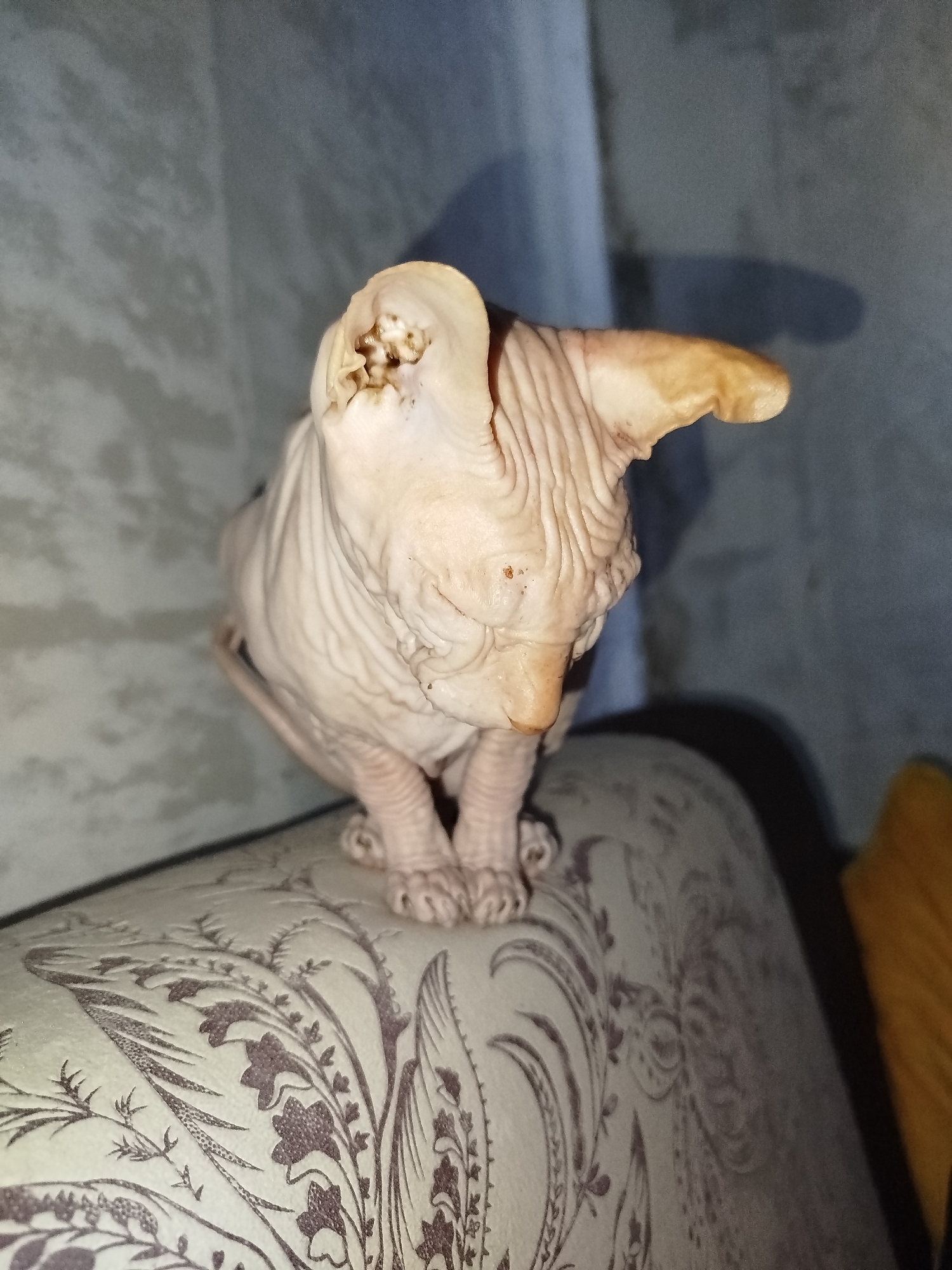 A hairless cat sits on a patterned surface. The cat is light pink and wrinkled, with large ears and a pointed muzzle. Its paws are tucked beneath it. The surface it sits on is upholstered with a light-colored fabric featuring a dark floral pattern. In the background, a wall with a subtle texture and a shadow is visible. The lighting is dim, creating a somber atmosphere. This scene does not provide any specific details or context that would allow for its location to be identified as Zavodoukovsk, Russia, or any other specific geographical location.
