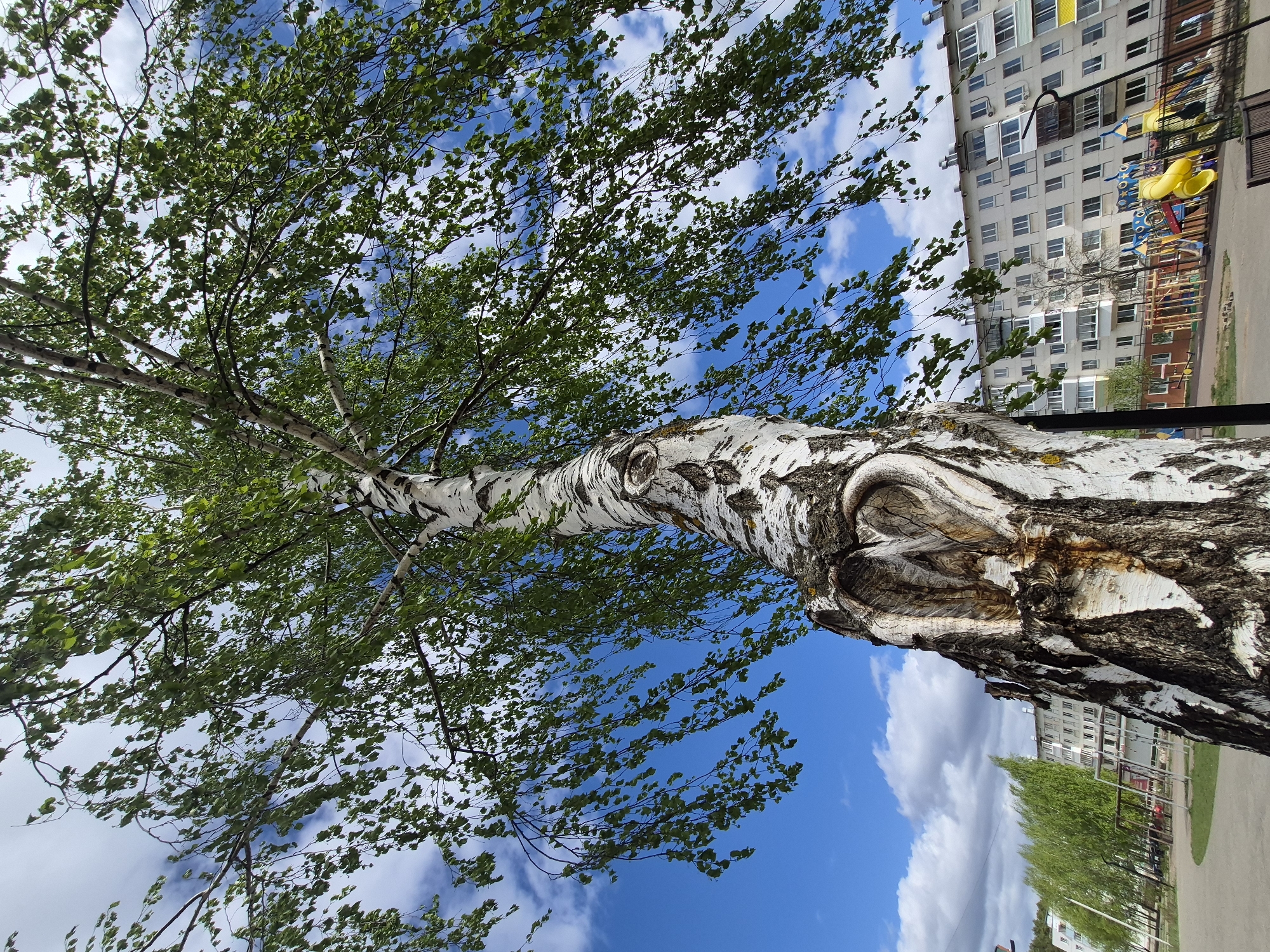 A low-angle shot features a birch tree with a distinctive white trunk marked with black patterns, its branches adorned with green leaves against a sky of blue and white clouds. Adjacent to the tree, a multi-story residential building stands, accompanied by a playground in the background. The scene is in an urban environment, and seems to be a combination of nature and urban life.