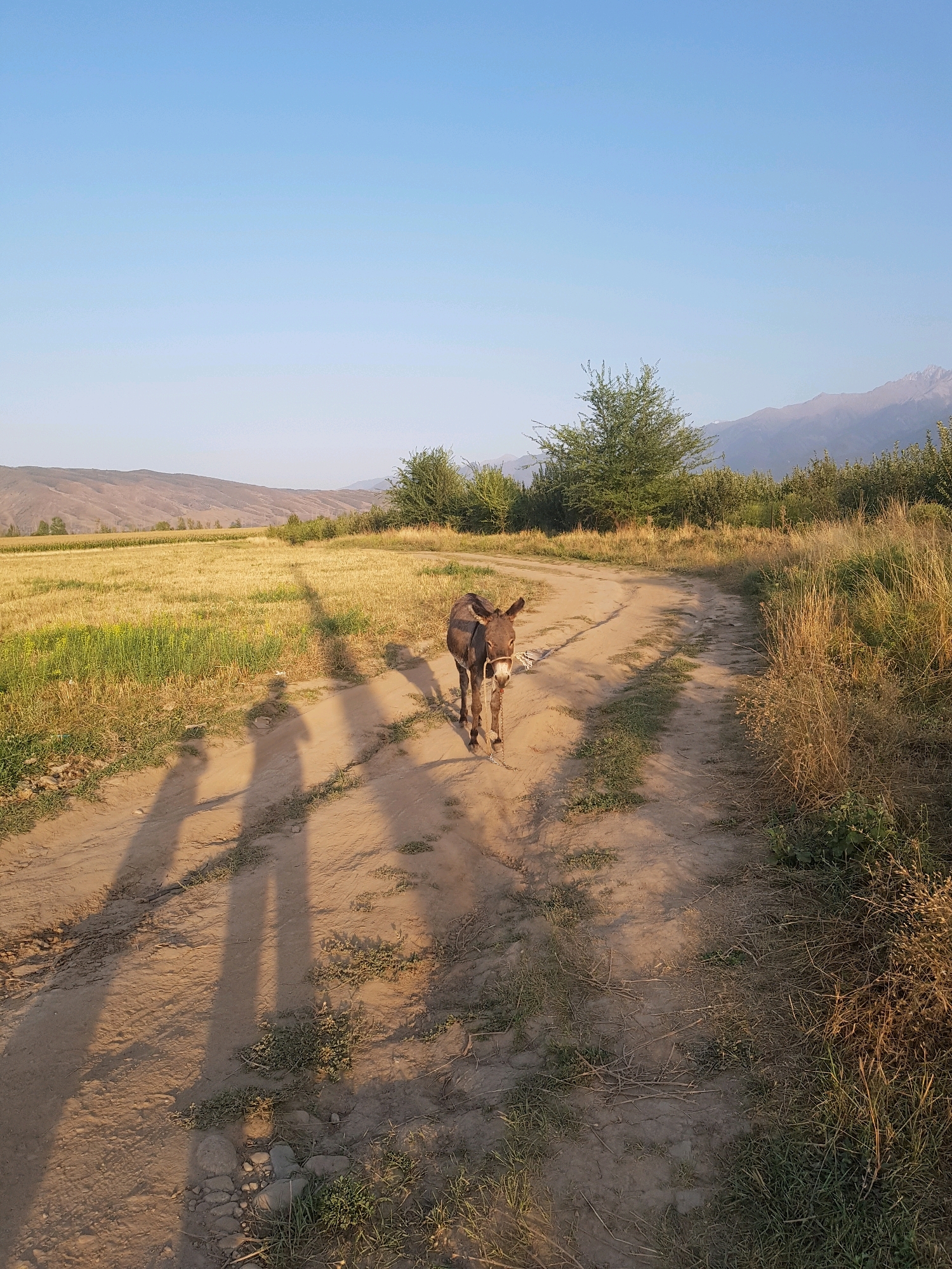 A donkey walks on a dirt road in the city of Aqdala, Kazakhstan. The sun is setting, casting long shadows from the donkey and unseen people onto the road. The donkey is wearing a halter and has a rope attached to it. To the left of the road is a field of dry grass and some green vegetation. To the right of the road is more dry grass and some bushes. In the background, there are hills and mountains. The sky is clear and blue.