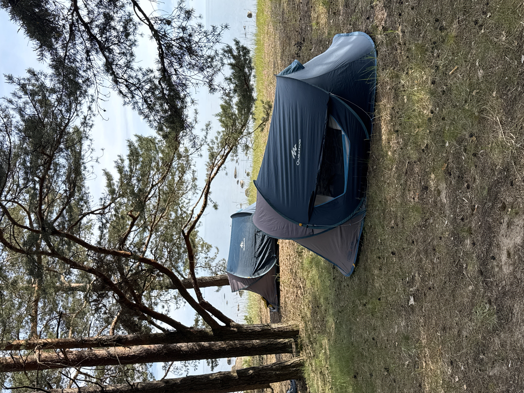 This image captures a peaceful camping scene in a natural, forested environment, likely near Ozerki, Krasnodolinskaya, Russia. The setting features a dense growth of pine trees with prominent dark branches and needles, casting some shadows. The ground beneath the trees is covered with a mix of dry grass, pine needles, and scattered debris.
Two blue and grey camping tents are set up on this terrain. The front tent, more prominently featured, has its entrance open, revealing a darker interior. The "Quechua" brand logo is clearly visible on its side. A second, similar tent is partially visible further back, nestled among the trees.
Beyond the campsite and through the gaps in the trees, a calm body of water—possibly a lake or a large river—stretches into the distance under a bright, partly cloudy sky. The water's edge appears shallow with some sparse vegetation and small rocks.
The scene suggests a quiet outdoor activity, emphasizing the natural beauty and solitude of camping. It is daytime, with ample natural light indicating sunny or lightly overcast weather. No people are visible, allowing the focus to remain on the tents and the surrounding nature.