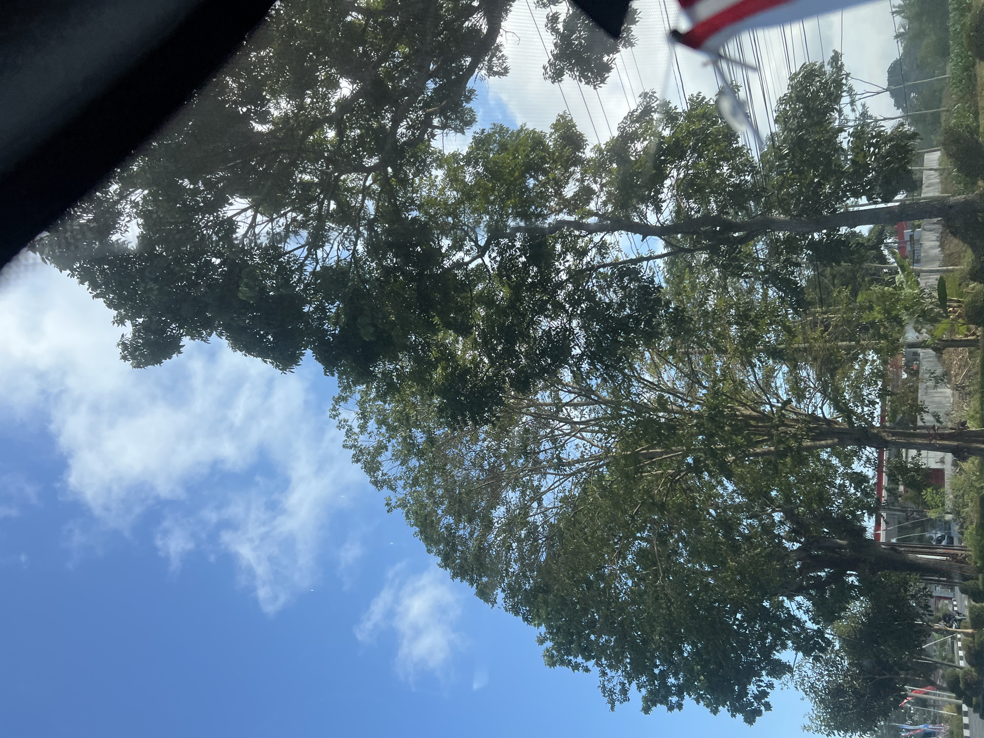 The image shows a view of trees and the sky from inside a vehicle. Tall trees with lush green foliage dominate the foreground, with their branches reaching towards a bright blue sky dotted with wispy white clouds. Some of the trees appear to be quite mature, with thick trunks and extensive canopies. In the background, there are indications of urban infrastructure, including utility poles with wires and some buildings. The scene suggests an outdoor environment, possibly a roadside view in a tropical or subtropical region, given the density of the foliage and the clear sky. The photo's composition, with the dark frame on the right side, implies it was taken through a window. The location is identified as Madureso, Indonesia.