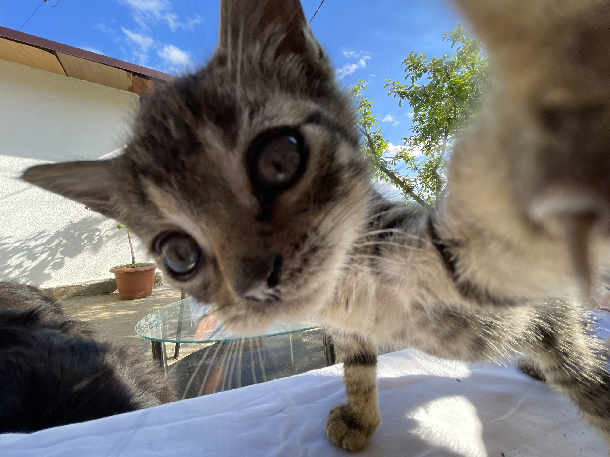 A close-up, low-angle shot captures a tabby kitten in Zlatograd, Bulgaria. The kitten's face dominates the frame, its large eyes are focused, and its whiskers are prominent. The kitten is standing on a white surface, potentially a table or fabric. In the background, there's a small glass-topped table, a potted plant, part of a dark-furred animal, a building, and a tree. Above, a blue sky with sparse clouds is visible. The lighting is bright, suggesting a sunny day.