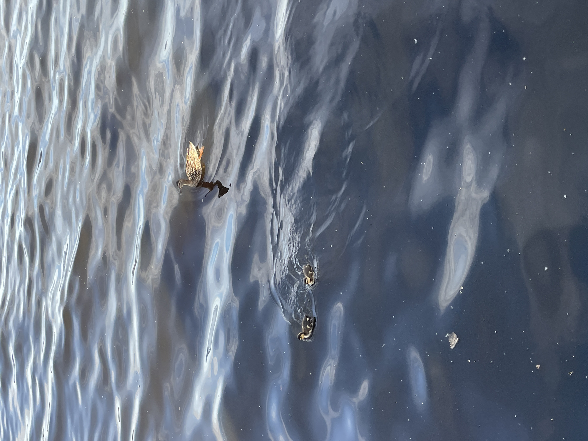 A single adult duck and three ducklings are swimming in dark, rippling water. The adult duck is in the upper right quadrant of the image, facing left. The ducklings are clustered together in the lower left quadrant of the image, also facing left. The water appears to be a lake or pond, with reflections of the sky visible on its surface. The scene is consistent with a natural body of water found in an urban or suburban environment. The location in Chaikovsky, Russia, is not evident from the image itself.