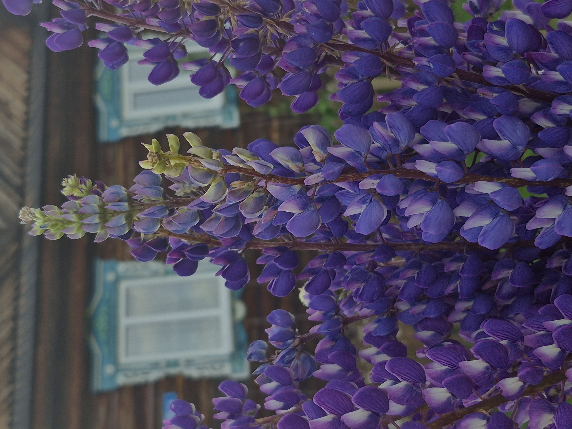 The image displays a close-up view of purple lupine flowers in bloom, with a wooden house in the background. The house has traditional carved window frames with a blue and white decorative trim. The lupine flowers are in various stages of bloom, with some buds and fully opened flowers. The background is slightly blurred, emphasizing the flowers in the foreground. The setting appears to be outdoors in a rural or semi-rural environment. The city of Дойная, Russia is mentioned, suggesting this may be a location within that city or its surroundings.