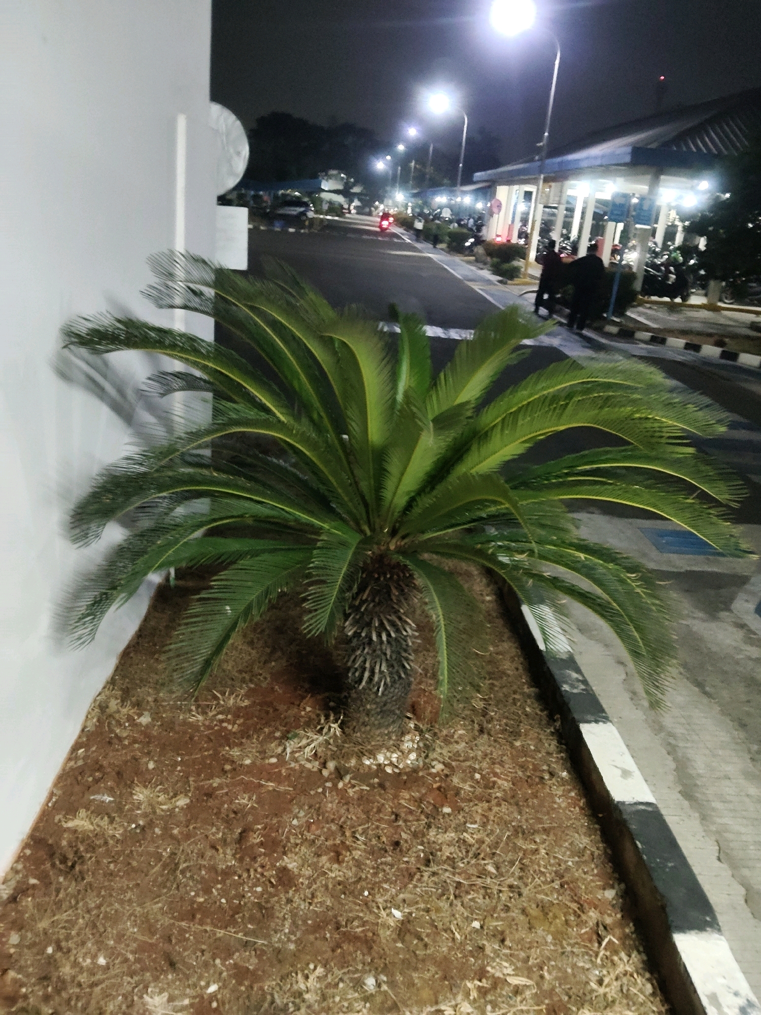 A medium shot captures a palm tree in the foreground, planted in a bed of dry, reddish-brown soil mixed with scattered dry grass and small white pebbles. The tree has a thick, fibrous trunk and broad, arching green fronds with yellow accents, casting a shadow on a white wall to its left. A curb with alternating black and white stripes runs along the right side of the palm's planting bed, separating it from a paved area.
In the background, a street is illuminated by streetlights, casting a soft glow on the scene. The street is lined with parked motorcycles, and a covered structure with blue trim and white pillars is visible to the right, suggesting a building or a shelter. A few individuals, silhouetted and indistinct, are standing near the structure. The overall environment suggests an outdoor space at night, possibly a parking area or a public thoroughfare in Mekarmukti, Indonesia.