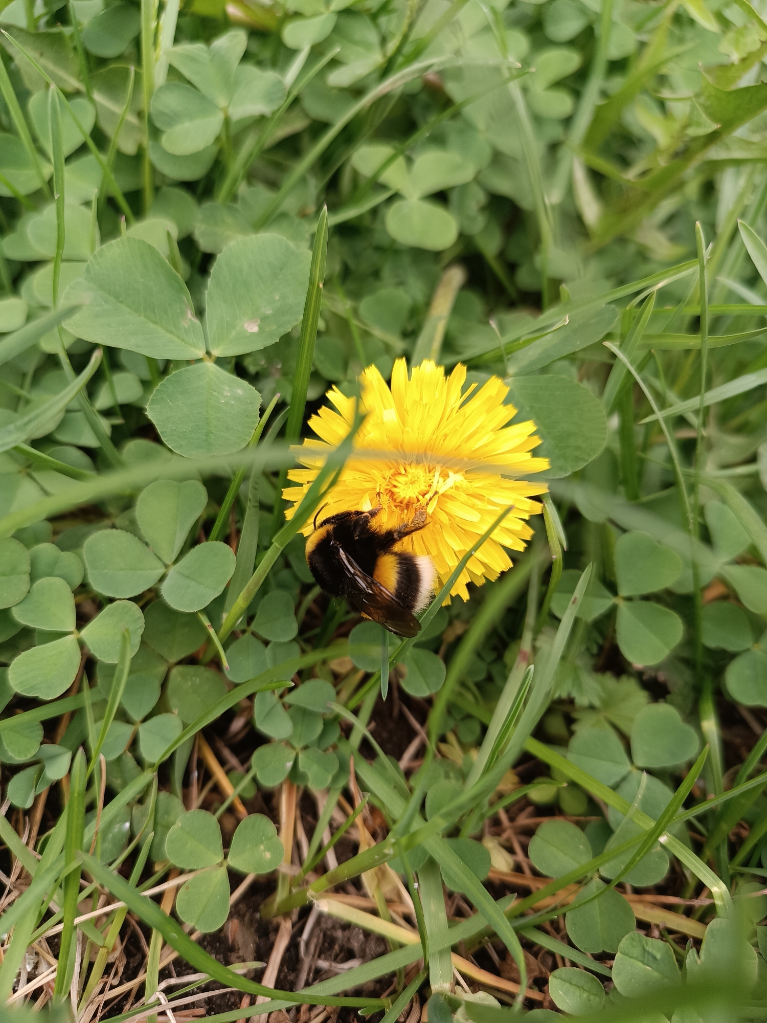 A close-up, eye-level shot depicts a bumblebee nestled on a bright yellow dandelion flower amidst a patch of clover and grass. The bee is black and yellow, with a fuzzy body, positioned on the central part of the flower. The flower's petals radiate outwards, filling much of the frame. Green clover leaves and grass blades surround the flower, creating a natural, uncultivated setting. The scene appears to be outdoors. Assuming the location information is accurate, the image may have been taken in Chaikovsky, Russia. There are no people or explicit interactions visible. The focus is on the bee collecting nectar or pollen from the dandelion.