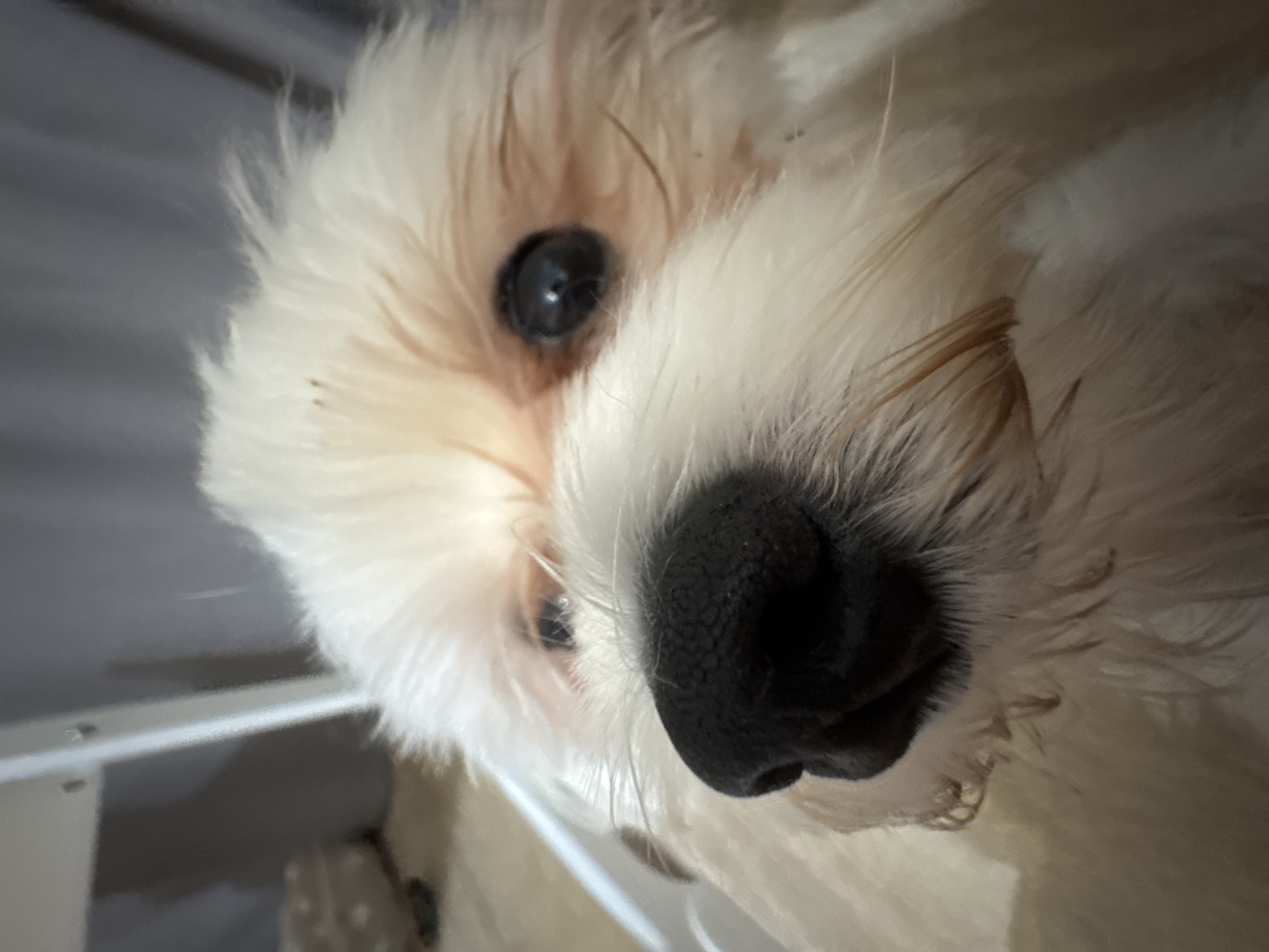 The image is a close-up, low-angle shot of a small white dog, possibly a Maltese or Shih Tzu, indoors. The dog's head is tilted slightly upwards and to the left, with its wet black nose prominent in the foreground. One dark, round eye is visible, reflecting a subtle light source. The dog's fur is fluffy and white, with hints of light brown or tan around the eyes and nose. The background is softly blurred, showing a greyish curtain or wall, and the edge of a white object, possibly a piece of furniture, on the left. The overall lighting is dim. There is no discernible location in Mikhaylovsk, Russia, or any other specific city.
