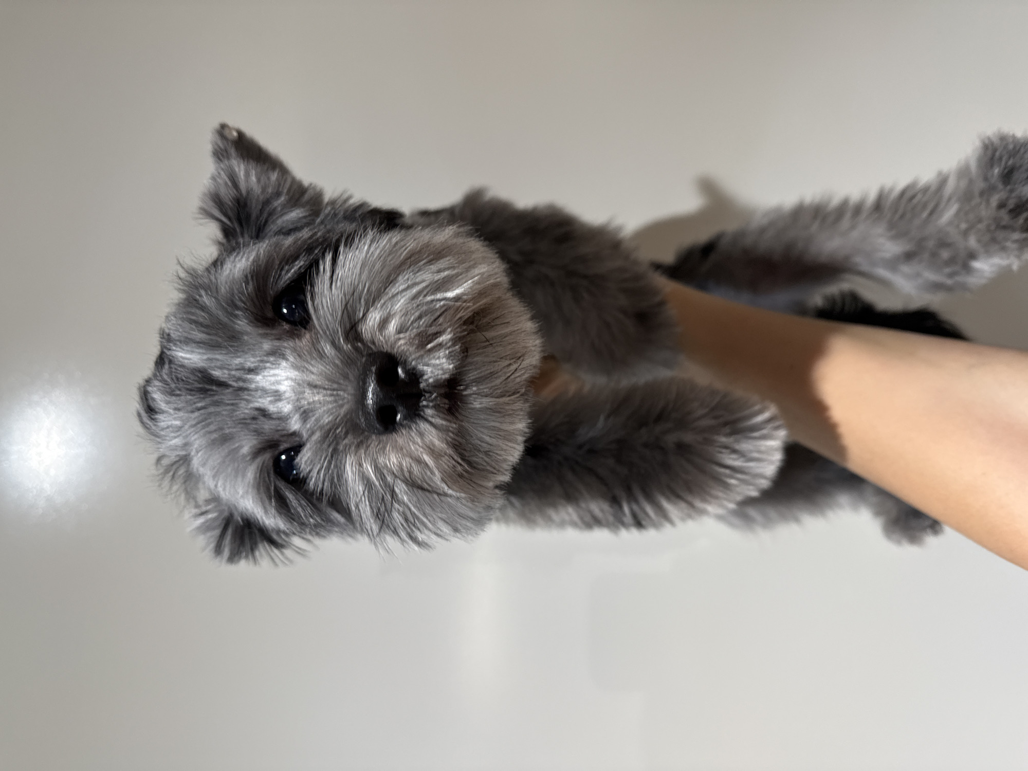 A person's arm holds a small, grey schnauzer-type dog against a white background. The dog's fur is shaggy, particularly around its face, with lighter grey markings on its snout and eyebrows. Its dark eyes are visible, and its nose is black. The dog's ears are perked up. The arm holding the dog is lightly tanned, and a shadow from the dog is cast on the wall behind it. The lighting suggests it is daytime, possibly with sunlight streaming in from the left, creating a bright highlight on the wall. There is no visible text in the image.