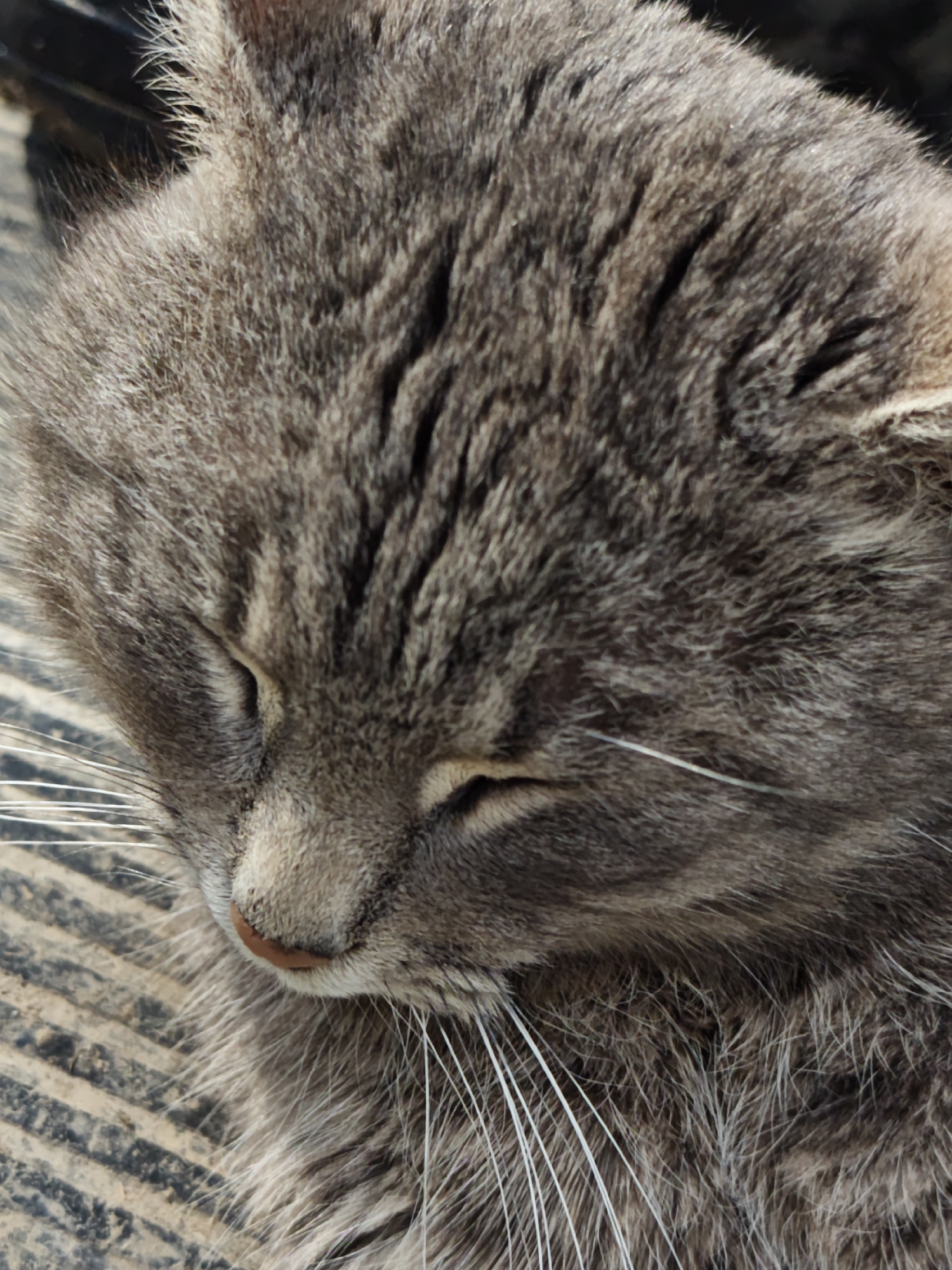 Close-up of a gray tabby cat with eyes closed, resting on a surface with dark stripes. The location is not discernible from the image.