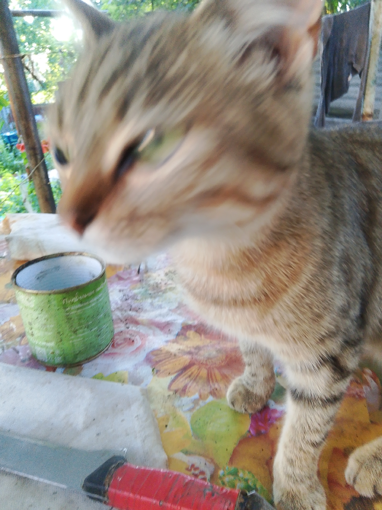 A domestic cat with tabby markings is the central subject of this image, positioned on a table. The cat is largely in focus, though some parts of its face appear slightly blurred. Its fur displays a pattern of grey and tan stripes. To the left of the cat, a green tin can with some faded lettering is visible, resting on a surface covered with a floral-patterned tablecloth. In the foreground, a red-handled object, possibly a knife or tool, is partially visible. The background is out of focus but suggests an outdoor setting with greenery and sunlight filtering through. The overall scene appears to be an everyday domestic environment, potentially outdoors or in a well-lit room, with no specific indicators pointing to the city of Khrestivka, Ukraine.