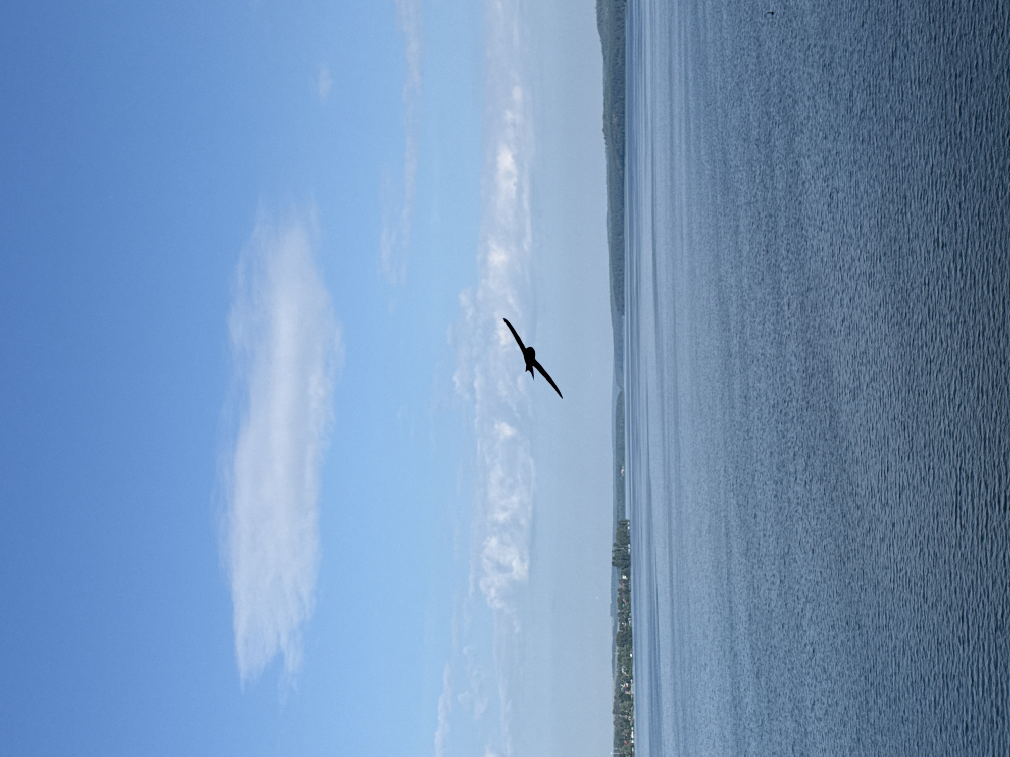 A silhouette of a bird in flight is captured against a bright blue sky with scattered white clouds. The bird is positioned in the upper-center of the frame, with its wings outstretched in a graceful arc. Below the sky, a vast expanse of calm blue water stretches across the image, its surface rippled by a gentle breeze. In the distance, a tree-lined horizon marks the edge of the land, with a small cluster of buildings visible along the shoreline. The scene appears to be a serene natural landscape, likely a lake or large river, potentially located near Votkinsk, Russia, given the context.