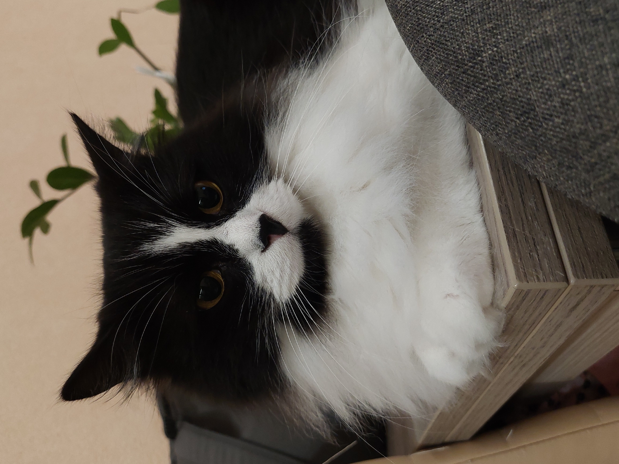 A black and white cat is lying down, looking up at the camera. The cat has long white fur on its chest and paws. It is lying next to a gray upholstered piece of furniture and a small decorative potted plant with green leaves. The setting and subject do not indicate a specific location in Plovdiv, Bulgaria.
