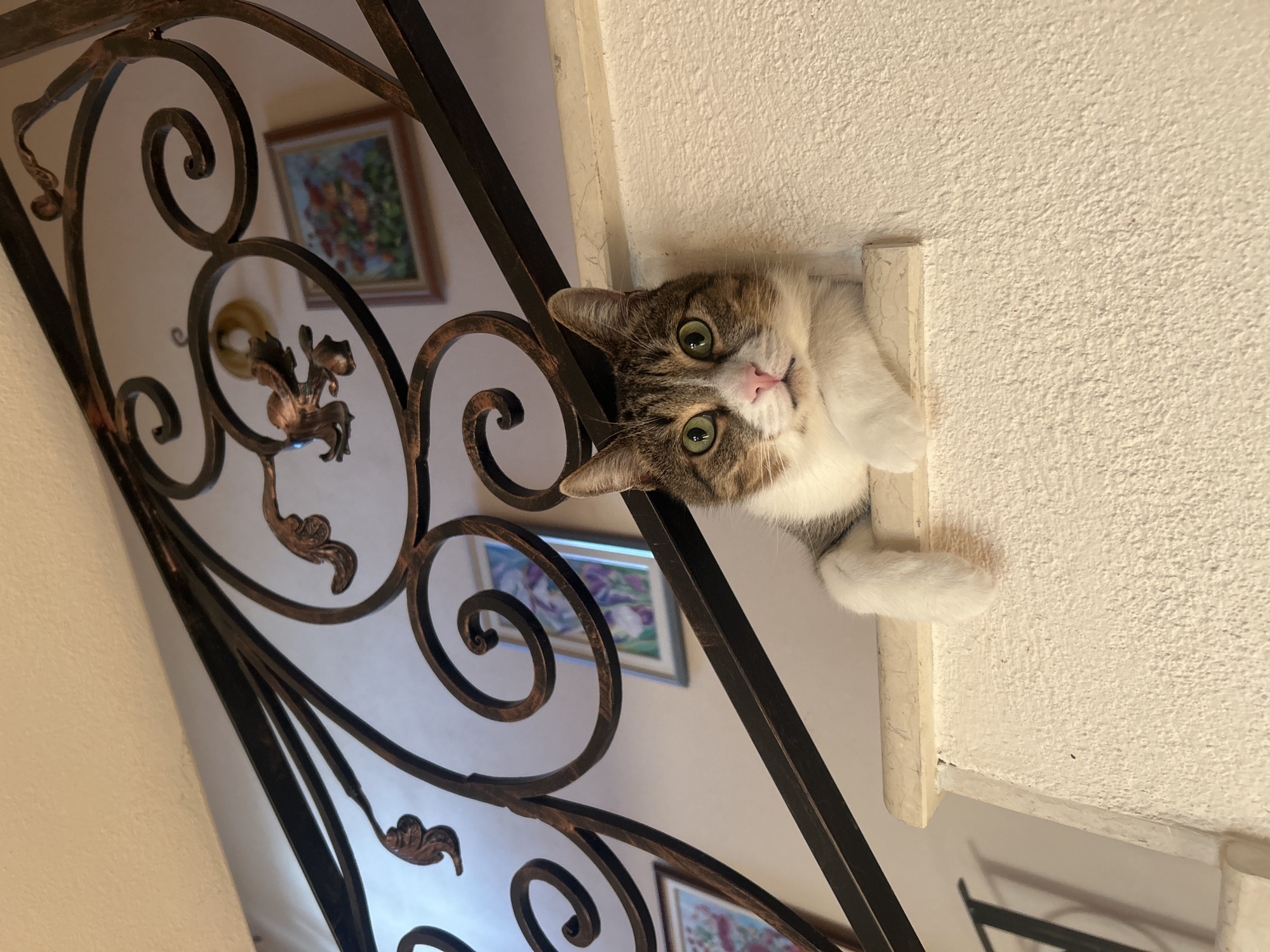 A tabby and white cat with green eyes and a pink nose peers over the edge of a cream-colored ledge. The cat's front paws are extended over the ledge, resting on the textured surface. Behind the cat, a dark metal railing with ornate scrolls and leaf designs curves along a staircase. The wall behind the railing is a light cream color and adorned with two framed paintings. The image appears to be taken indoors, likely within a residential setting. The specific location of Polenitsa, Bulgaria is not discernible from the visual information provided in the image.
