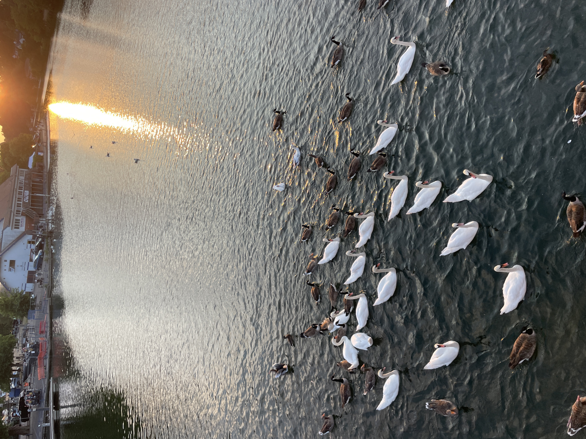 This is an aerial shot of the River Thames in Reading, United Kingdom, at sunset. The sun's rays reflect off the water, creating a golden shimmer. The river is populated with a variety of waterfowl, including swans and ducks. In the background, a building with a red roof and a pier can be seen. Several people are visible on the pier and on the shore, some near parked cars. The water is calm, with gentle ripples.
