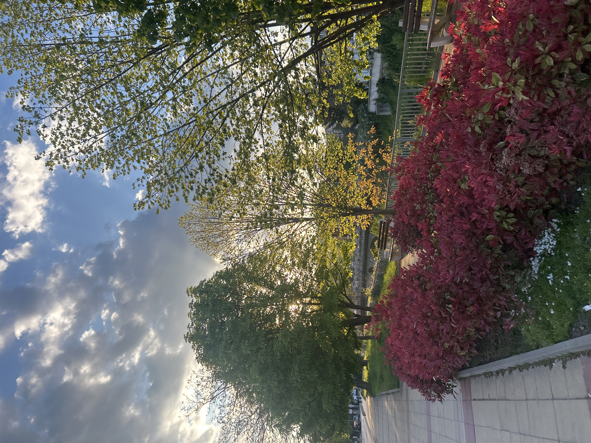 The image shows a street view in Zlatograd, Bulgaria. On the right side of the frame is a pedestrian walkway with a line of red bushes along the edge. To the left of the walkway are trees with green foliage, some of which are backlit by sunlight. In the background, there appears to be a bridge or elevated structure, partially obscured by the trees. The sky is visible through the trees, displaying a mix of blue sky and clouds.