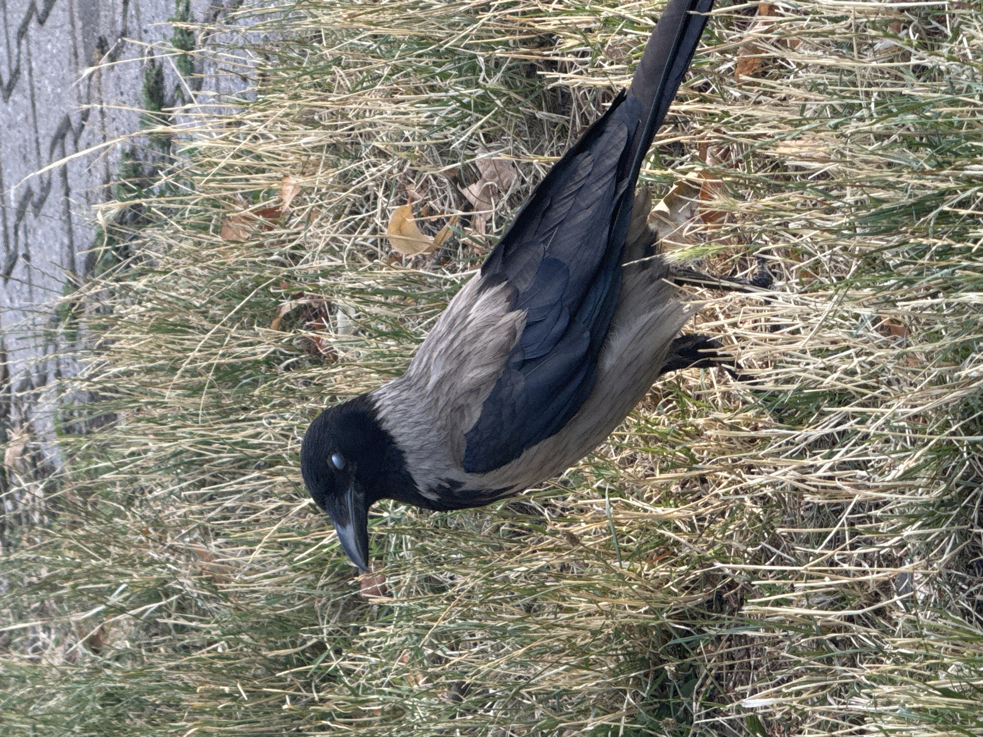 A hooded crow stands in dry grass next to a paved area, possibly a sidewalk or path, in Bratislava, Slovakia. The crow's head is turned to the left, with its left eye appearing to be closed or clouded. Its feathers are a mix of gray and black. The ground is covered with tall, dry grass and a few fallen leaves. The paved area in the background is composed of grey, interlocking rectangular stones. The lighting suggests it is daytime.