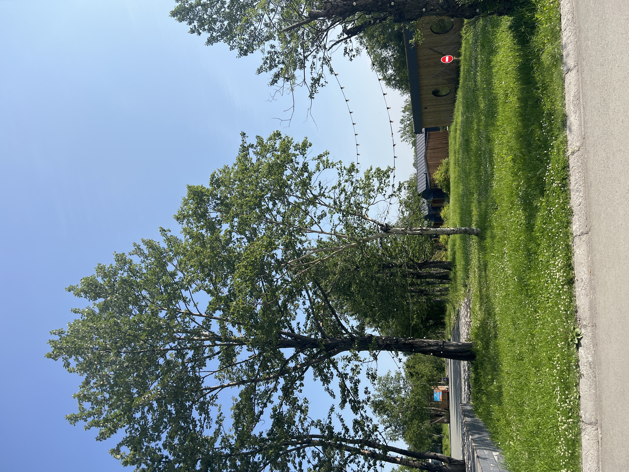 In Paratunka, Russia, a bright, sunny day unfolds with a clear blue sky overhead. The foreground is dominated by a lush green lawn, dotted with small white wildflowers, bordering a paved pathway. To the left, a low grey retaining wall separates the grass from the path. Beyond the lawn, a line of mature trees with dense green foliage stands tall, some with visible trunks wrapped in what appears to be protective material or decoration. String lights are suspended between trees, creating a decorative element across the scene. In the middle ground, several modern wooden structures, possibly cabins or small buildings, are visible. One building has a rounded window, and a red and white circular "no entry" sign is affixed to its exterior. The background is filled with more trees and vegetation, suggesting a natural or park-like setting. The overall atmosphere is peaceful and serene.