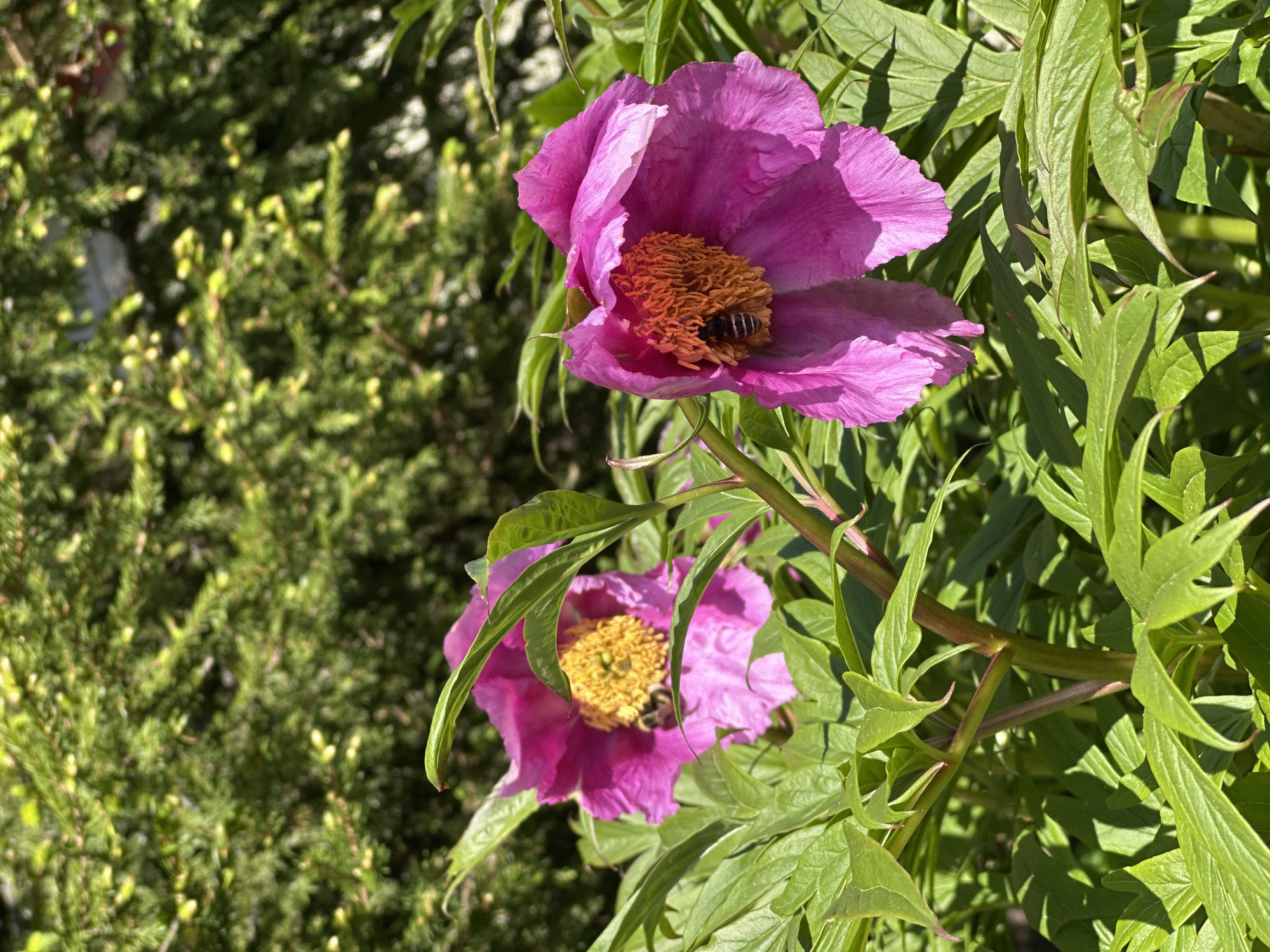 This is a close-up, eye-level, vertical, natural light outdoor photograph of two vibrant pink peony flowers in bloom. One flower, on the left, displays a fully open center with bright yellow stamens and a hint of a bee. The second flower, on the right, is slightly more open, revealing a dense cluster of orange-tipped stamens. A bee is actively foraging within this flower, its striped body clearly visible. Both flowers are surrounded by lush, green foliage. In the background, a soft focus of green evergreen branches is visible, suggesting a garden or park setting. The overall impression is one of vibrant life and the activity of pollination on a sunny day. The image does not depict any specific landmarks or identifiable features that would allow for precise localization to a specific area within Nagornyi, Russia, beyond it being an outdoor natural environment.