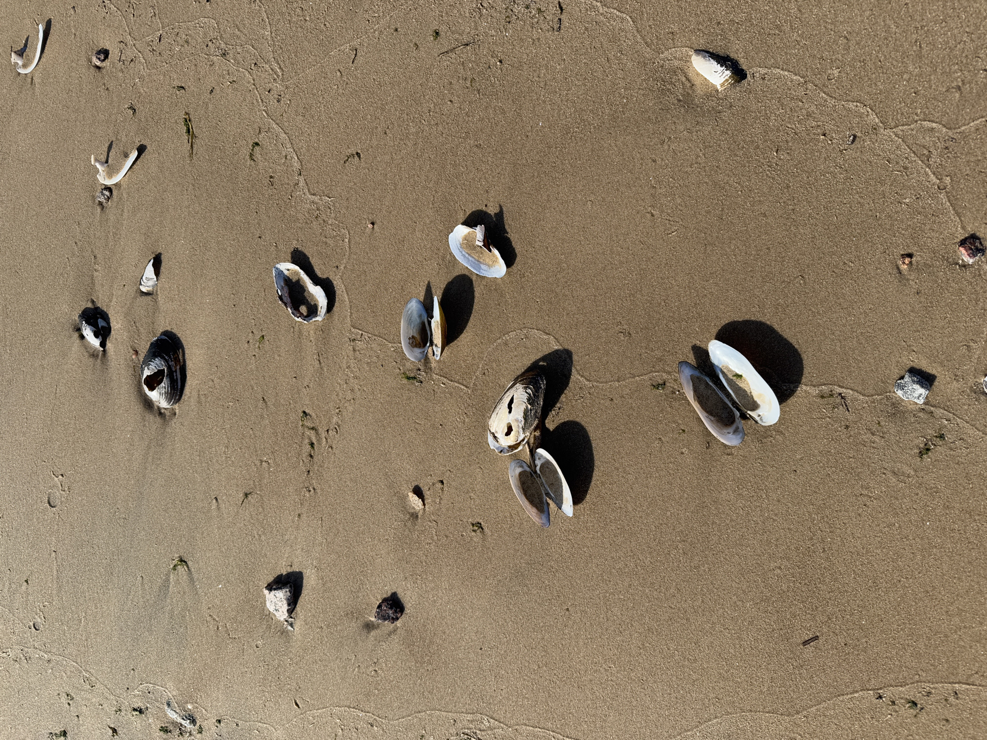 The image depicts a beach scene in Kronstadt, Russia. The focus is on the sand, on which lie various seashells and small pieces of debris. The seashells are predominantly light-colored with dark accents, and some are open, revealing their interiors. The sand is wet, indicated by a darker tone and the presence of shadows. The scene is lit naturally, with the sun casting distinct shadows behind the seashells. The overall composition is centered on the textures and patterns of the sand and the objects scattered across it.