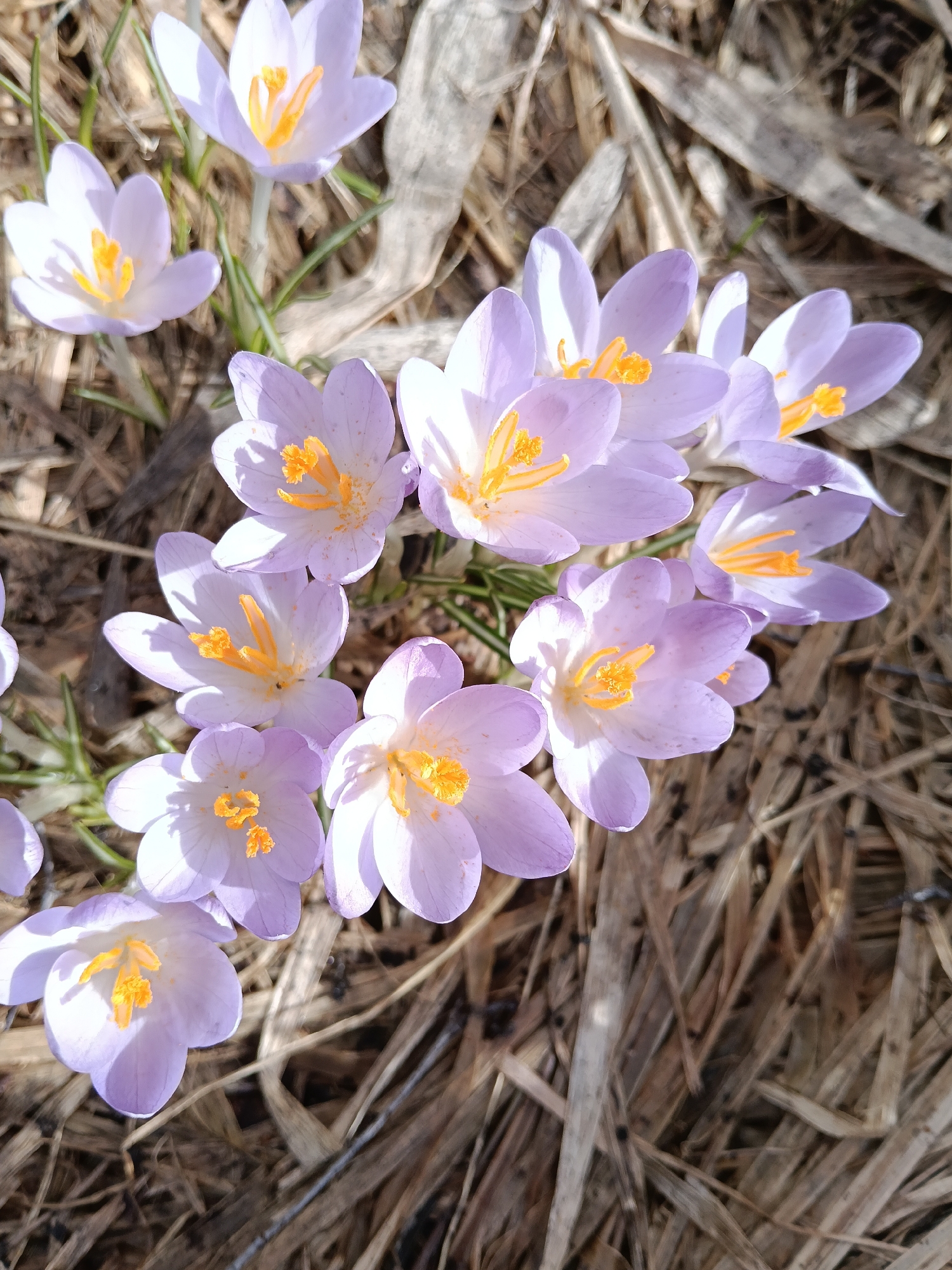 A close-up, high-angle shot shows a cluster of light purple crocuses blooming amidst dry, brown straw. The crocuses feature bright orange stamens and petals that vary in shade from a soft lavender to almost white, indicating exposure to sunlight. The dry straw forms a dense ground cover around the flowers, providing a contrasting background. The scene appears to be outdoors, likely in a garden or natural area within the city of Красный Маяк, Russia. There are no people visible, and the focus is solely on the flowers and their immediate environment.