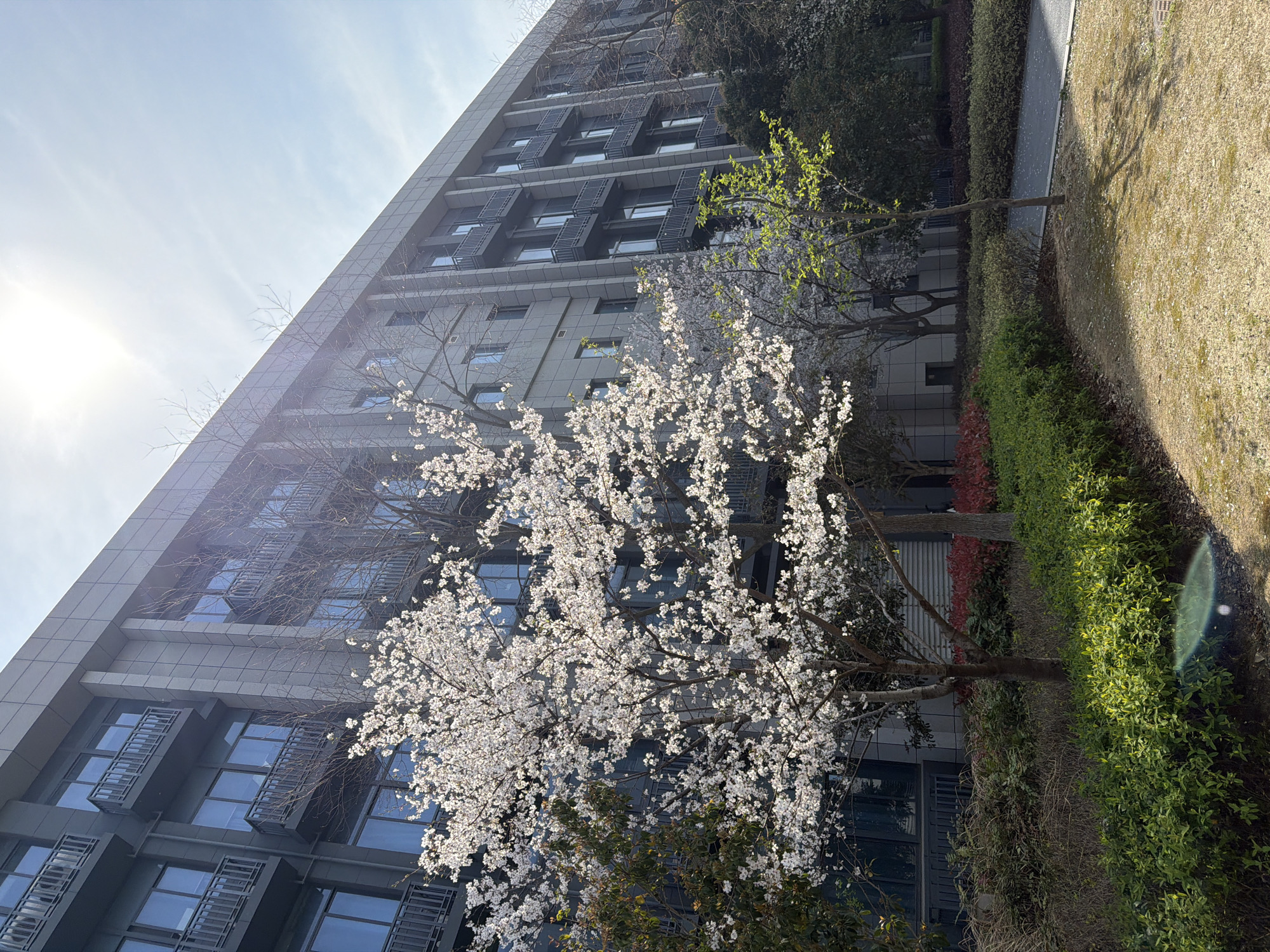 The image depicts a high-rise building in Jiangning District, China, likely an apartment complex or office building. The building is gray and features numerous windows, some with balconies. A flowering tree, possibly a cherry blossom, stands in the foreground, its branches full of white blossoms that are highlighted by sunlight. Adjacent to the tree is some greenery, likely shrubs or bushes. A paved walkway or path is visible to the right, alongside a grassy area. The sky is blue with some clouds, and the sun is visible in the upper-left corner, creating a lens flare effect.