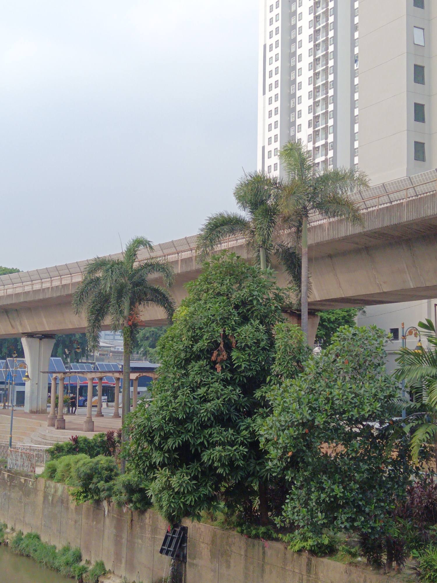 The image depicts an outdoor scene in Kuala Lumpur, Malaysia, featuring an elevated transportation system, a residential building, and lush greenery. In the foreground, a concrete wall separates a body of water from a raised embankment with various trees and plants. One prominent palm tree stands tall, its fronds reaching towards the sky. Behind the trees, a section of an elevated highway or train line is visible, supported by large concrete pillars. Further in the background, a modern, multi-story residential building with numerous windows dominates the skyline. The sky is overcast, suggesting a cloudy or hazy day. The scene appears to be a blend of urban infrastructure and natural elements, common in a metropolitan environment like Kuala Lumpur. No individuals are clearly visible or interacting within the frame.