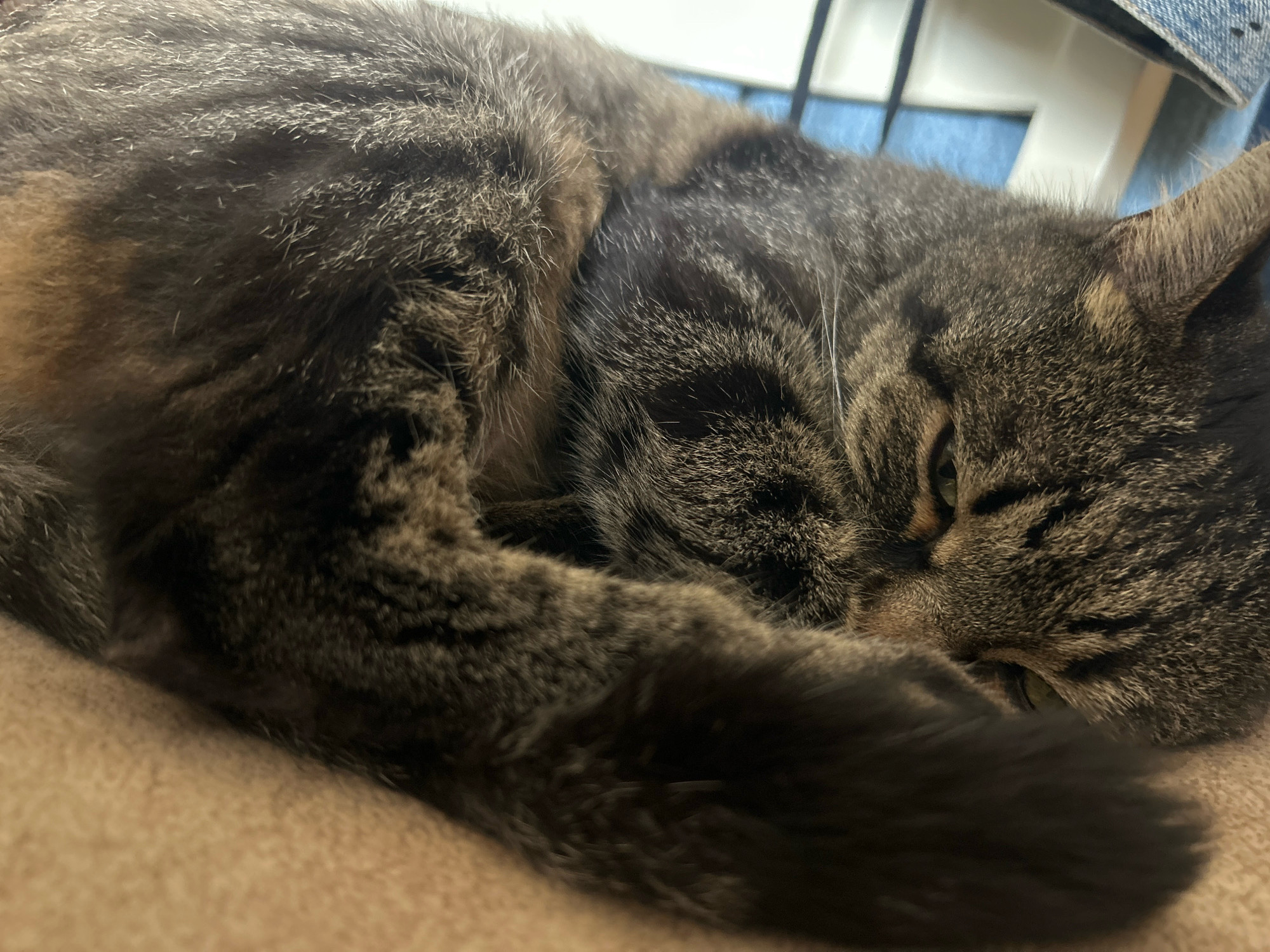 A tabby cat is curled up and sleeping on a beige surface. The cat's fur is a mix of brown, black, and gray stripes. Its eyes are closed, and its tail is wrapped around its body. The background is blurred but appears to be indoors with some furniture visible. The location is noted as Khyrdalan, Azerbaijan.