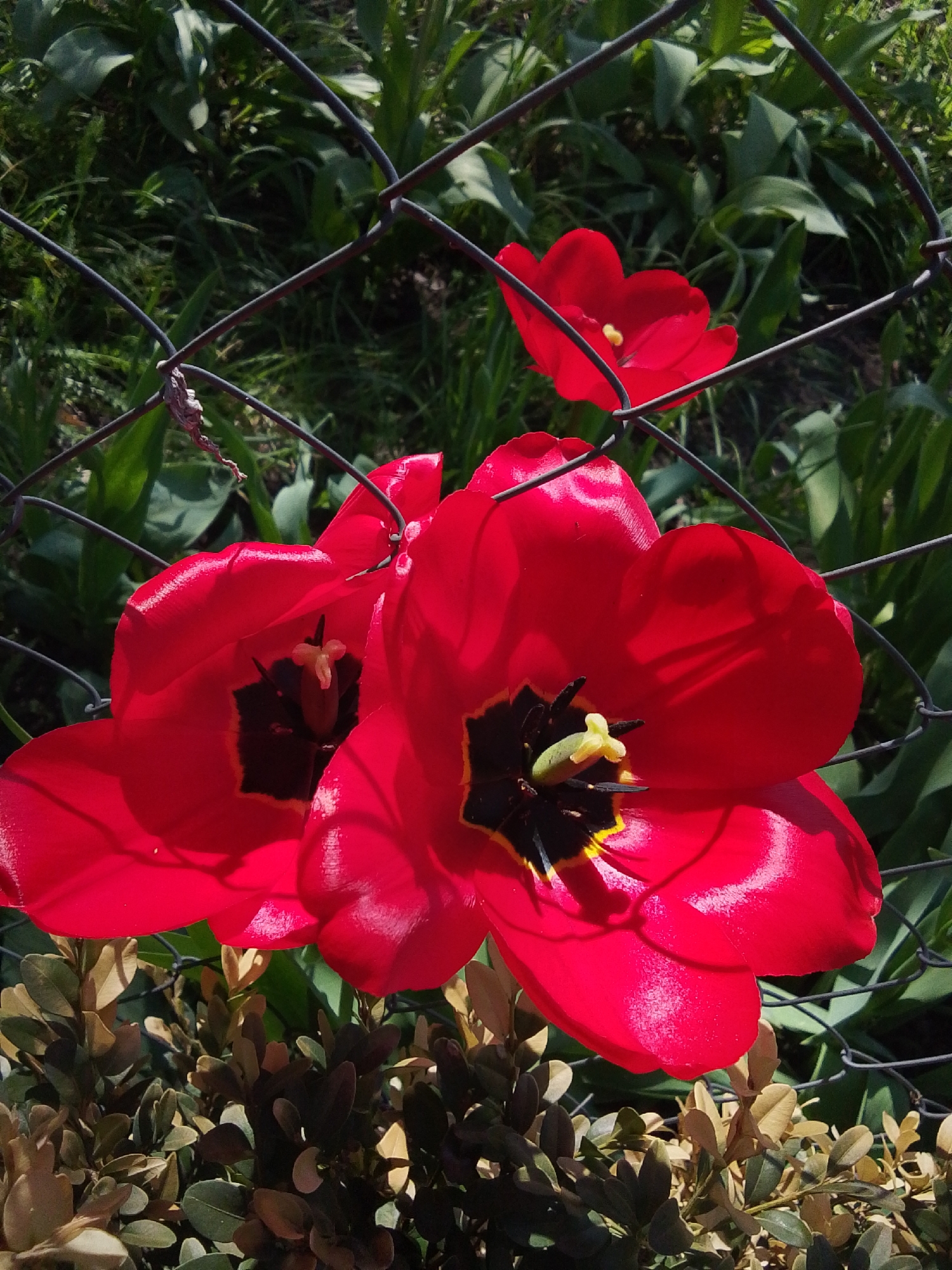 A close-up shot shows three red tulips in bloom, partially obscured by a dark wire fence. Two of the tulips are large and dominate the lower portion of the frame, their petals glossy and vividly red. The central dark area of the flowers reveals black and yellow stamen. A smaller, third tulip is seen through the fence in the background. Below the tulips is a dark green shrub with small, rounded leaves. Grass and other green plants are visible in the background behind the fence. The scene is bathed in sunlight, creating highlights and shadows on the flower petals and leaves. The image was taken in the city of Khlevnoye, Russia.