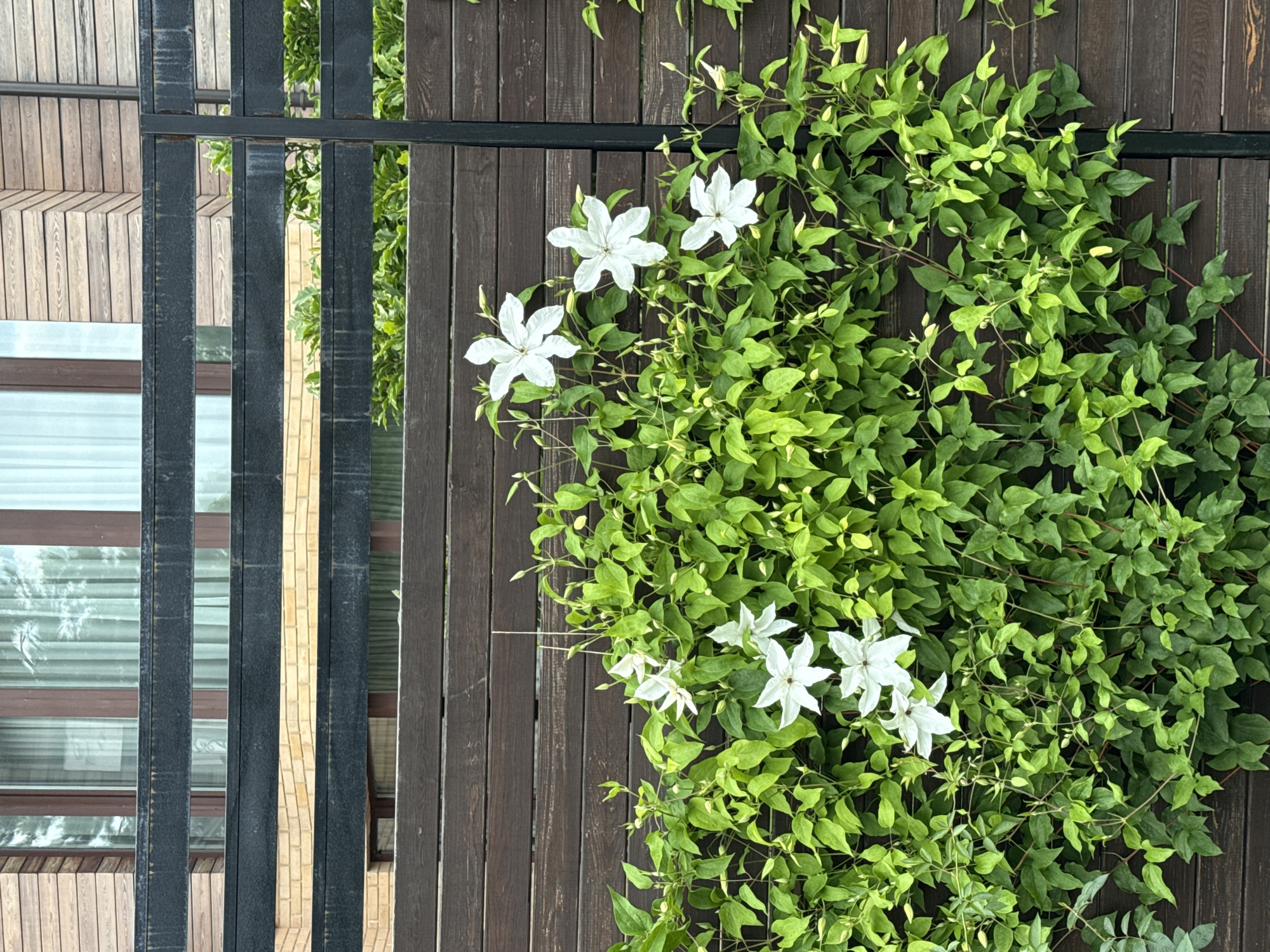 The image shows a close-up of a fence covered in a green vine with white flowers. The fence is made of dark brown wooden planks, with vertical black metal bars running across it. To the left of the fence, a building with windows and wooden siding is visible through the gaps in the fence. The leaves of the vine are a vibrant green, and several white flowers with five petals are in bloom. There are also many small, unopened buds on the vine. The scene appears to be outdoors, possibly in a garden or yard, given the presence of the plant and fence. The lighting suggests it could be daytime, with natural light illuminating the scene. The overall impression is one of natural beauty against a man-made structure. No people or text are visible in the image.