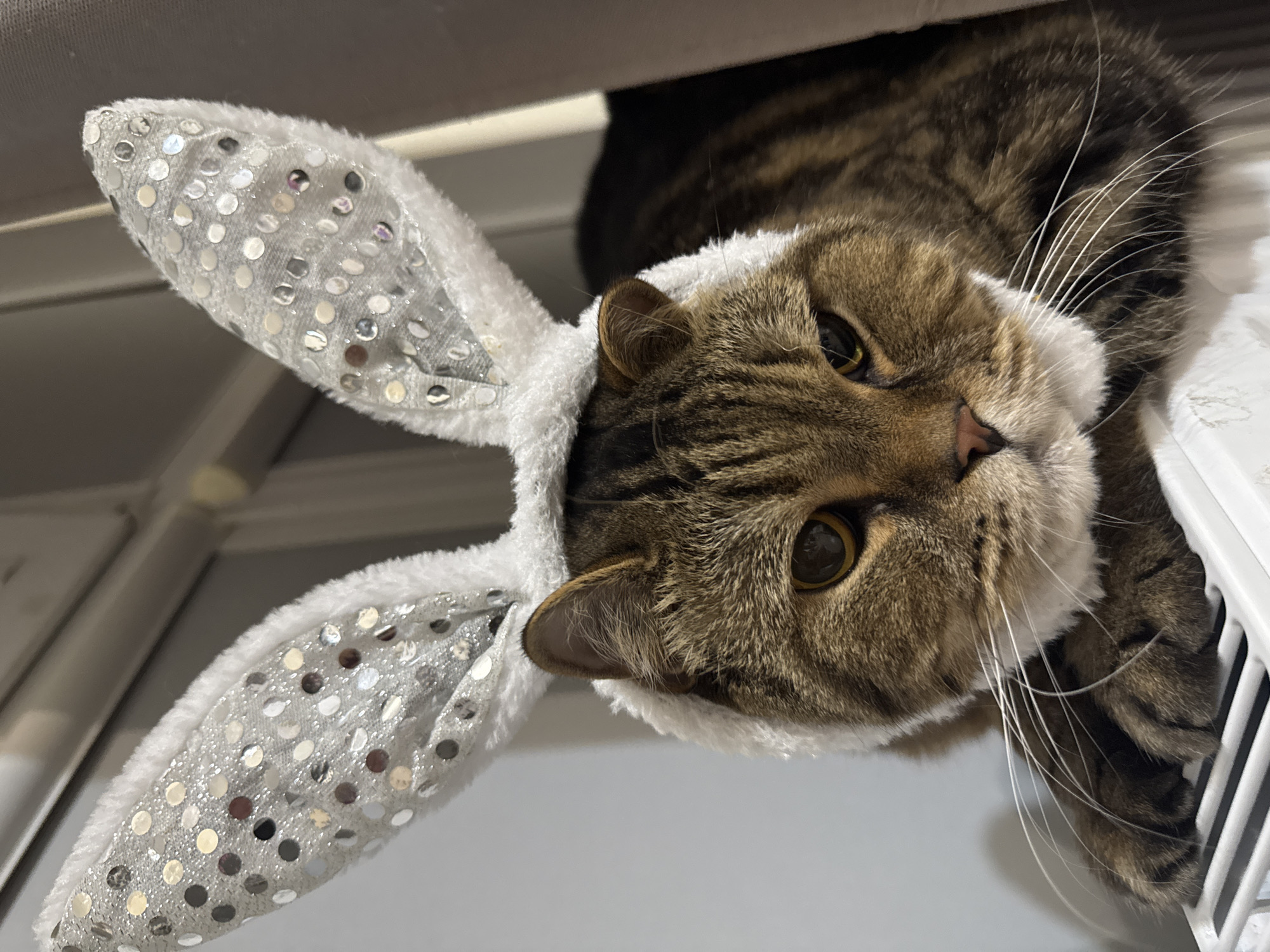A close-up, eye-level shot captures a tabby cat wearing white bunny ears with silver sequins. The cat's face is predominantly in focus, with its brown and black striped fur, yellow eyes, and white whiskers clearly visible. The bunny ears are positioned on a white fluffy band that encircles the cat's head. The cat appears to be resting its front paws on a white, slatted surface. The background is softly blurred, with hints of grey and beige suggesting an indoor environment. No specific location details for Mikhaylovsk, Russia, are discernible from the image.