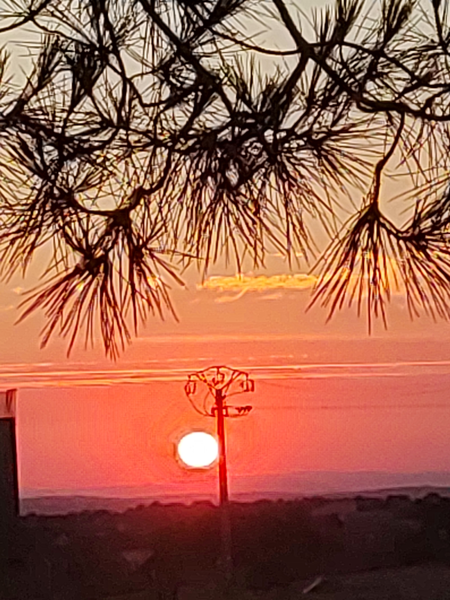 The image shows a sunset viewed through pine needles, with a power pole and wires in the foreground. The sky is a gradient of orange and pink, with the sun appearing as a bright white orb near the horizon. The landscape below is silhouetted against the vibrant sky, with rolling hills and what appears to be a body of water in the distance. The pine needles, dark and sharp, frame the scene from above, creating a natural curtain that partially obscures the view. The power pole stands tall and is a stark, man-made element contrasting with the natural beauty of the sunset. The overall mood is serene and picturesque, evoking a sense of peace at the end of the day.