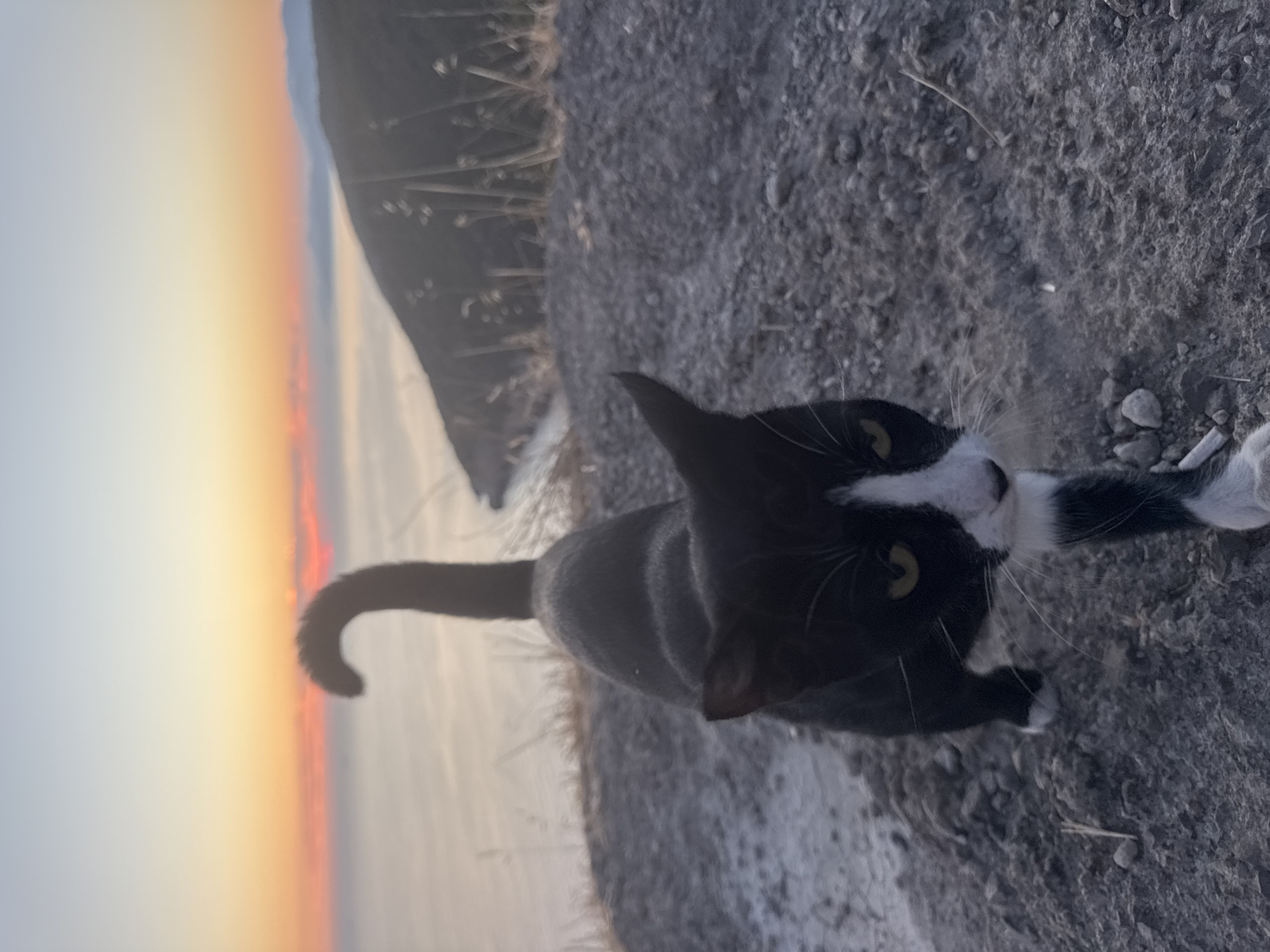 A black and white cat walks on a rocky surface, its body angled towards the camera. The cat has yellow eyes and a white blaze on its face and chest. Its tail is curved upwards. In the background, a body of water is visible, with a hazy horizon line where the sky meets the sea. The sky is a gradient of soft orange and pink, indicating a sunset or sunrise. Hills or mountains can be seen in the distance. The overall environment appears to be an outdoor, possibly coastal, location with sparse vegetation. This scene could be located near Zagora, Montenegro, a coastal settlement known for its scenic views.