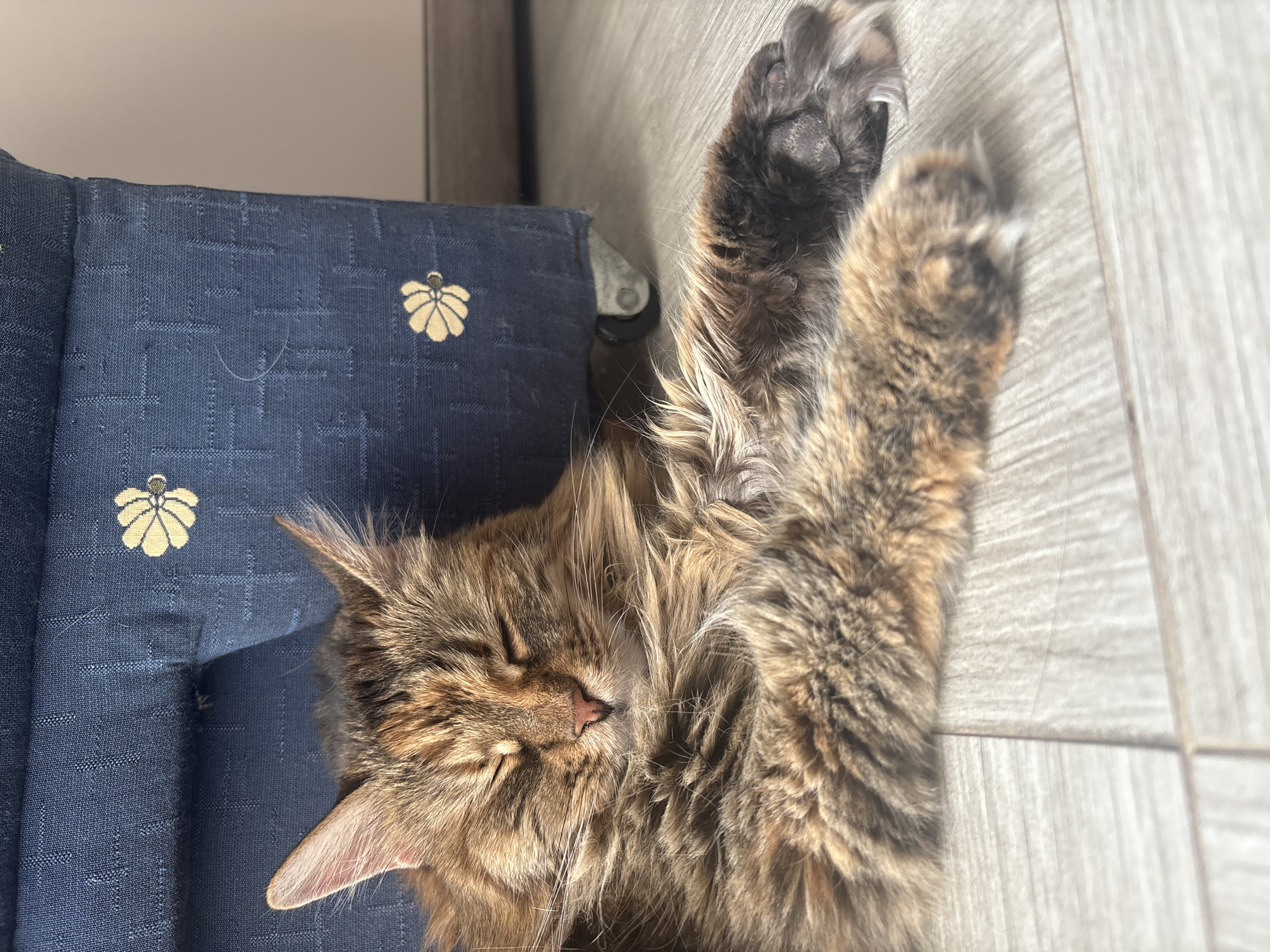 A brown and tan long-haired cat is asleep on a blue cushioned chair next to a light wood-grain floor. The cat is positioned on its side with its head resting on the chair. One paw is raised in the air, exposing its claws. The chair has a pattern of small, light-colored floral designs. The scene is indoors. The location in the city of Bar, Montenegro cannot be confirmed from this image.