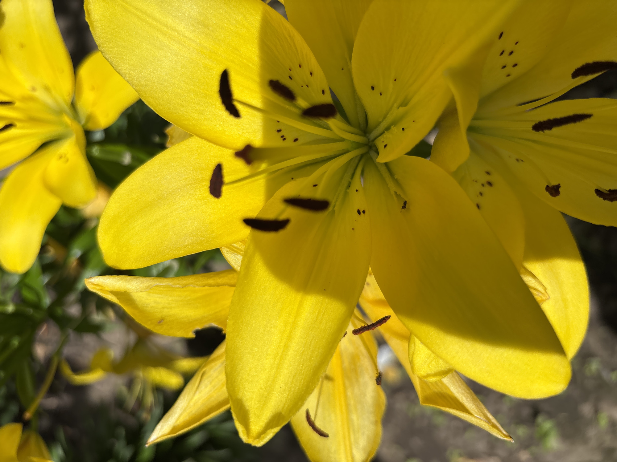 The image is a close-up, low-angle shot of several bright yellow lily flowers. The flowers are in focus, with their petals and stamens clearly visible. Some petals are casting shadows on others, suggesting the sun is high. Small dark spots, characteristic of lily pollen, are scattered across the petals. In the background, out-of-focus green foliage and dark soil are visible. A small ant can be seen on one of the petals. The scene appears to be a garden or a natural setting in Blagoveshchensk, Russia. There are no people or animals other than the ant present. The overall impression is one of vibrant natural beauty.