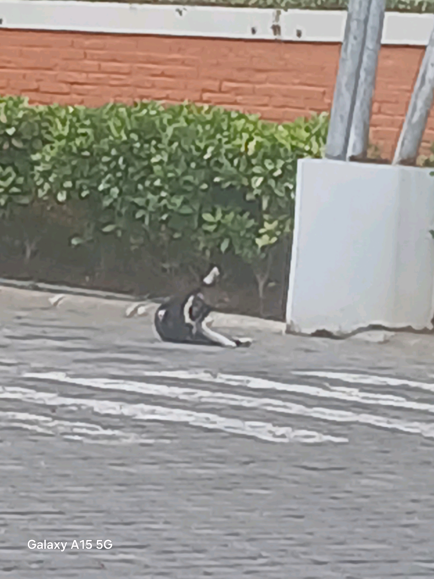 A dog is lying on its back on a paved surface in front of a green hedge and a brick wall. The dog appears to be wearing a black vest or harness. In the background, there are two grey vertical poles and a large white planter. The paved surface has white stripes, suggesting it is a crosswalk. The overall scene is outdoors, with what appears to be a building and foliage in the background. The image is labeled "Galaxy A15 5G" in the bottom left corner.