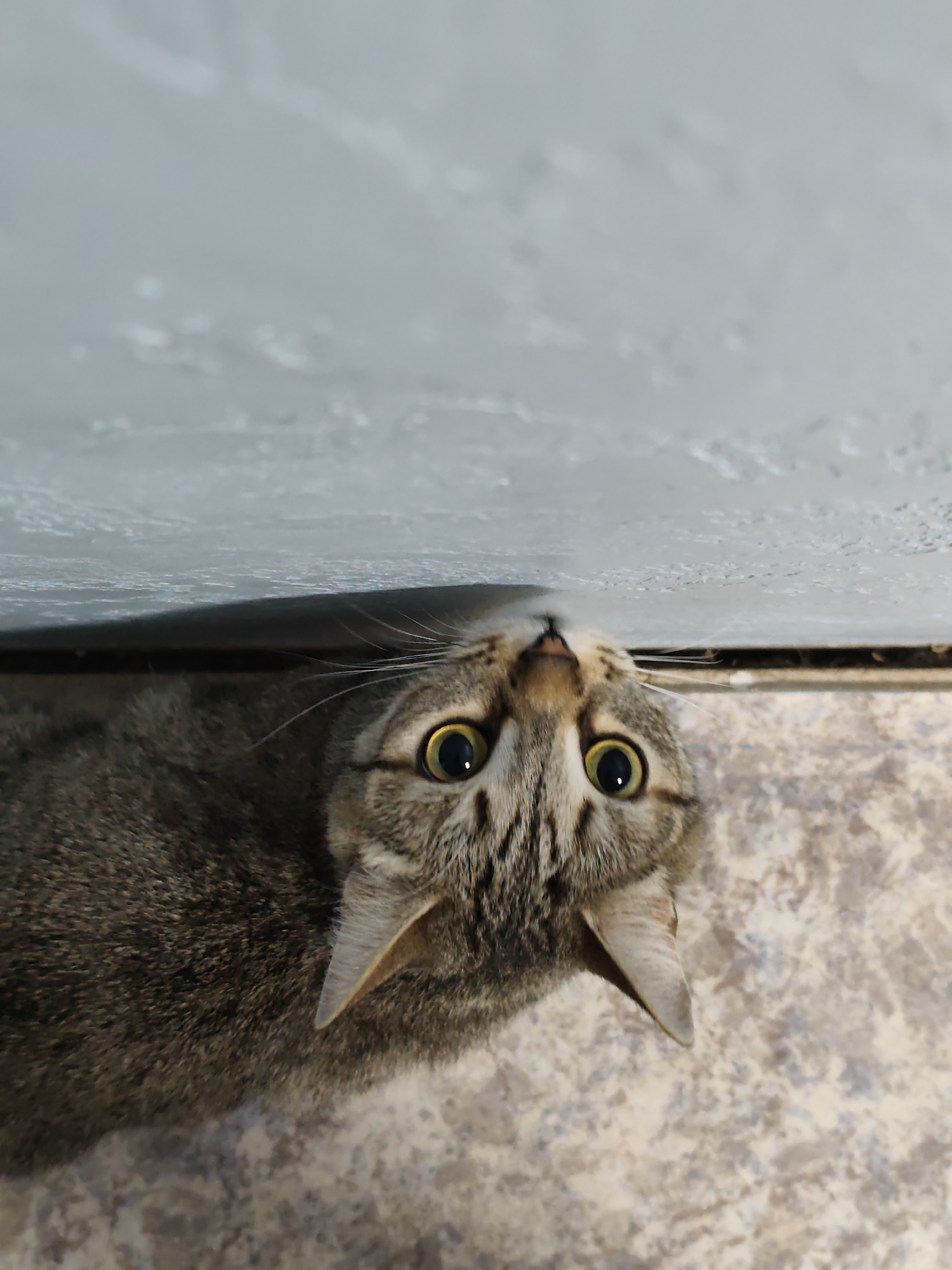 A brown tabby cat with large yellow eyes is looking up at the camera. The cat is positioned below a gray wall and a dark trim piece that separates the wall from the floor. The background has a beige and gray patterned floor.
The location is Chaikovsky, Russia.