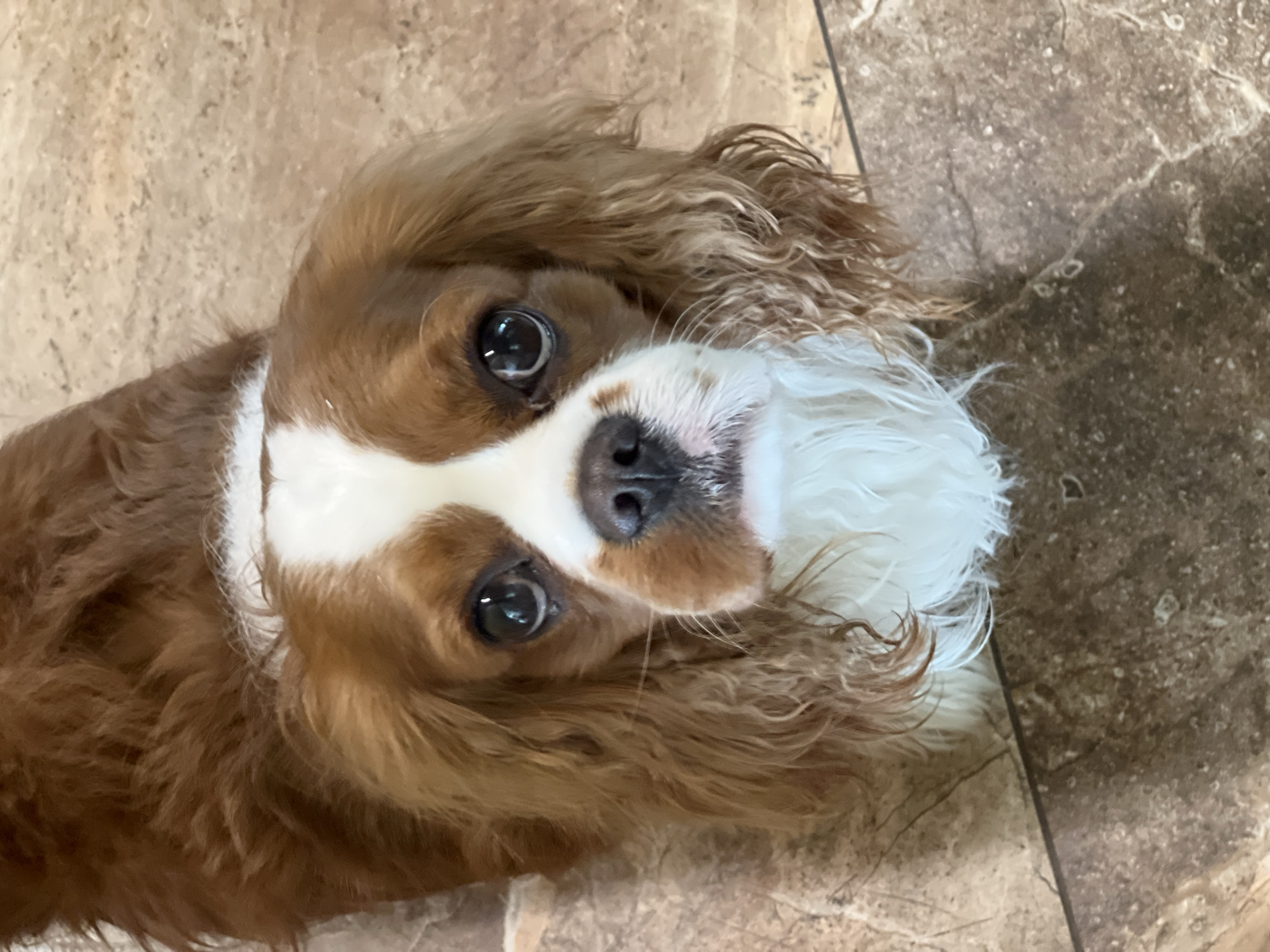 A Cavalier King Charles Spaniel dog is lying on a tile floor with a brown and tan marble pattern. The dog's head is tilted, looking up at the camera with a questioning expression. Its fur is primarily brown, with white markings on its forehead, face, and chest. The dog's nose is black and shiny. The location is not discernible from the image.