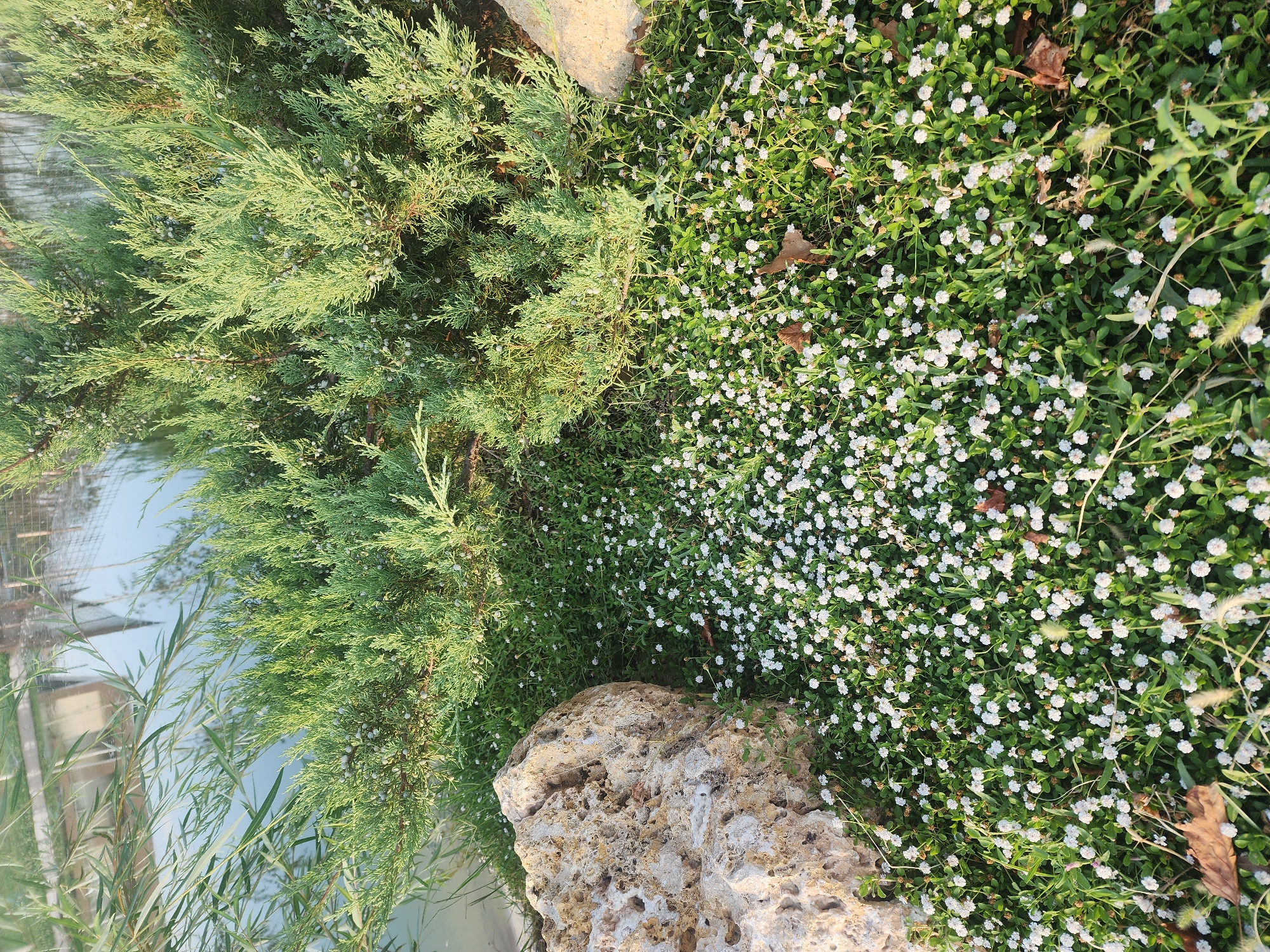 A medium shot captures a sunlit ground cover of small white wildflowers and green foliage in Chirchik, Uzbekistan. To the left, a large, porous, tan-colored rock rests against the vegetation. Behind the rock and flowers, a dense, green evergreen shrub with small, cone-like structures is prominent. In the upper portion of the image, the reflective surface of a body of water is visible, with the blurred reflections of trees and possibly a fence or structure. Long, thin green leaves from another plant hang down from the upper left, partially obscuring the water. The scene is an outdoor natural setting, likely in a park or garden, with a focus on the textures and colors of the plants and rock.
