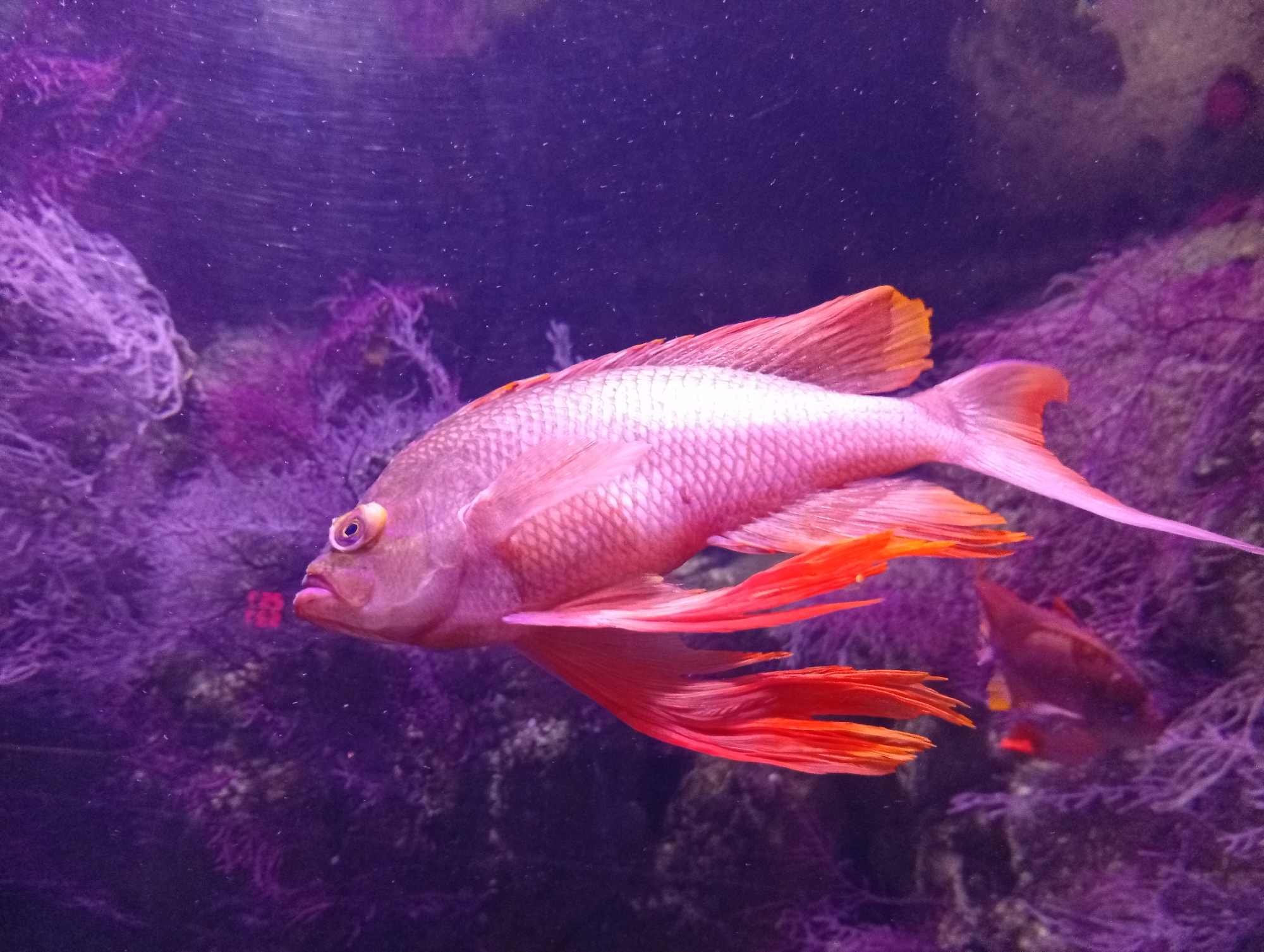 The image shows a pink fish with orange fins swimming in an aquarium. The fish is in the foreground, facing left, and its scales are visible. Behind the fish are purple coral-like structures and a dark, bubbly background. There is another fish, darker in color, visible in the background on the right. The lighting is dim, creating a dark and moody atmosphere. This scene is consistent with an exhibit at the Oceanogràfic in Valencia, Spain, a well-known aquarium that houses a wide variety of marine life.