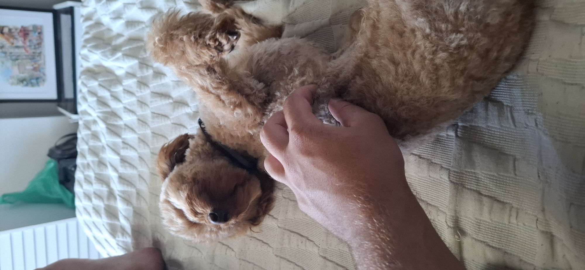 An overhead shot shows a light brown toy poodle lying on its back on a textured, light-colored bedspread. The dog’s eyes are closed, and its ears are perked up. A person’s hand is reaching into the frame from the left, gently scratching the dog’s chest. The background is out of focus but appears to be a bedroom with a white wooden headboard and a framed picture hanging on the wall. The scene is likely indoors in a private residence, possibly in the city of Pleven, Bulgaria, given the metadata.