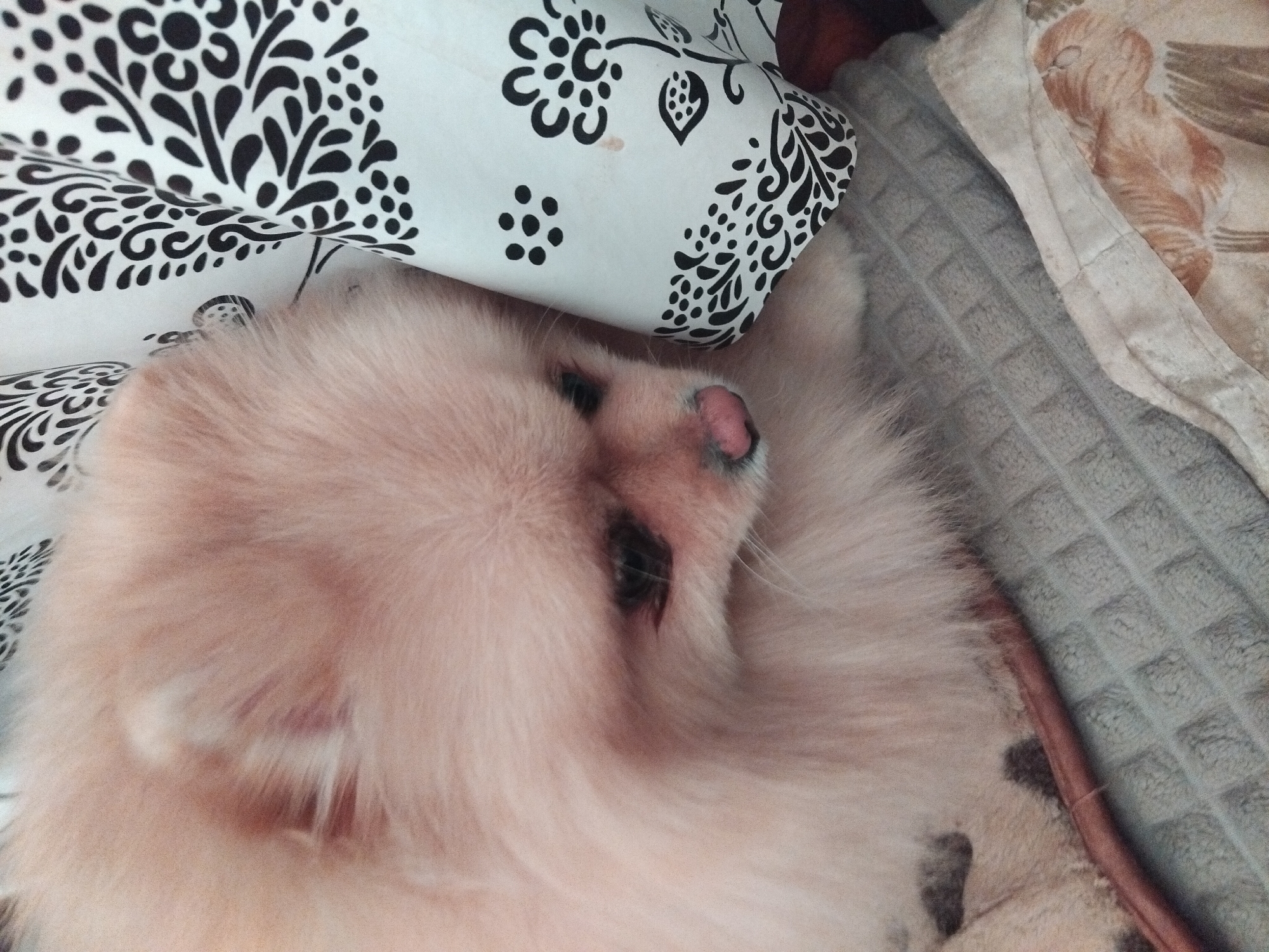 This is a close-up, medium-shot, eye-level, indoor, natural-light photograph of a light-colored Pomeranian dog. The dog is partially obscured by a white curtain with a black floral pattern. The dog's head is turned to the right, with its nose and one eye visible. Its fur is long and fluffy, and its nose is pink. The dog is lying on a textured gray blanket, with a patterned fabric visible in the lower right corner. The background is out of focus. There is no indication of the location in Apriltsi, Bulgaria within the image.