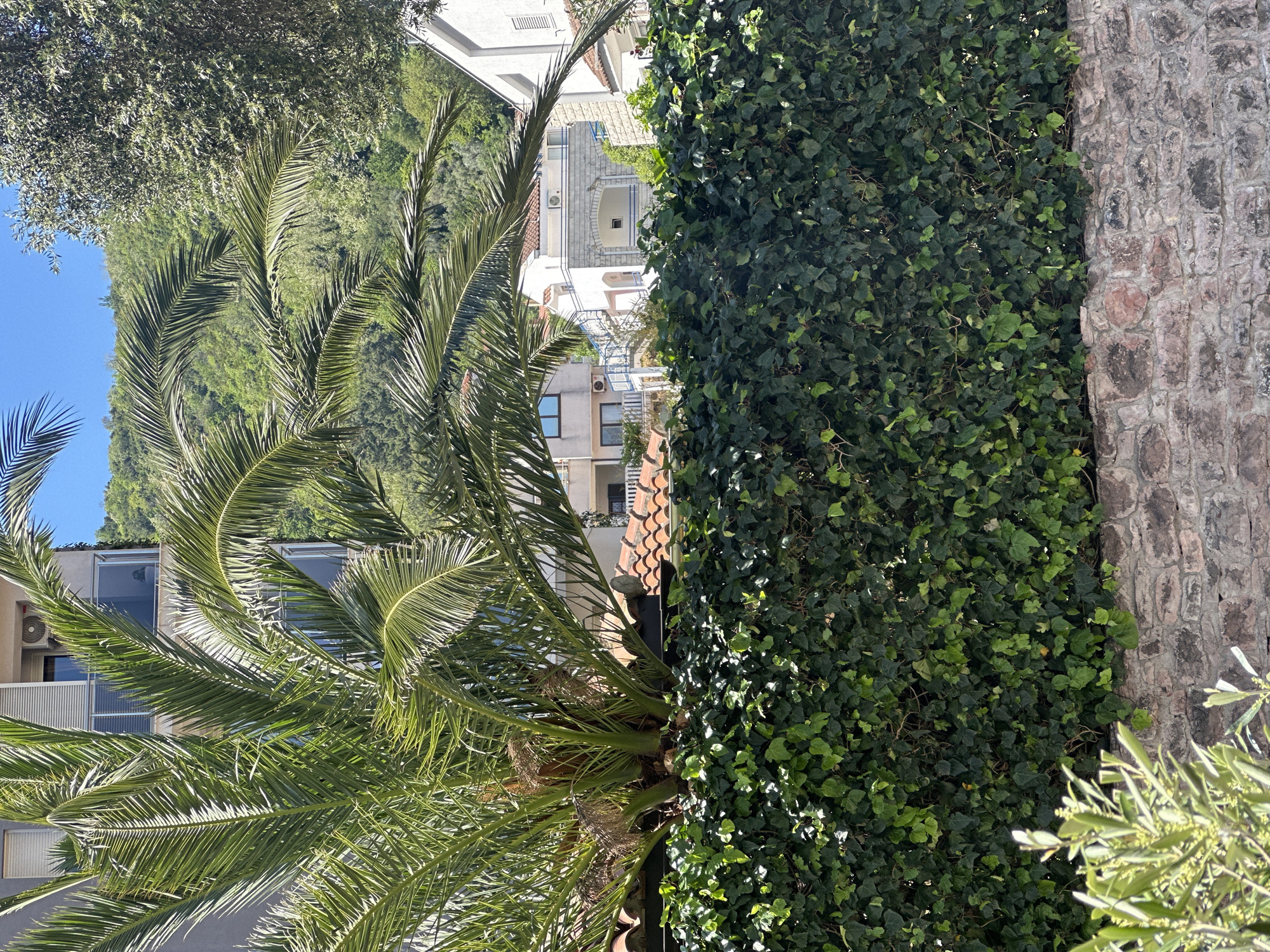 This image, captured in Budva, Montenegro, depicts a sunny, verdant outdoor scene characterized by a blend of lush greenery, traditional architecture, and distant natural landscapes. The viewpoint appears slightly elevated, looking down into an area between structures.
In the foreground and midground on the left, a prominent palm tree with large, bright green fronds is heavily featured, illuminated by direct sunlight. Its sturdy trunk and the base of the fronds are visible. Behind and partially obscured by the palm, several light-colored buildings with windows, balconies, and what appear to be terracotta roof tiles are present. One building exhibits an external air conditioning unit.
On the right side of the frame, a dense, dark green ivy wall creates a strong vertical element, completely covering a surface with its multitude of leaves. Adjacent to the ivy, on the far right, a sturdy stone wall made of irregularly shaped, multi-toned gray and reddish-brown blocks adds a rustic texture to the scene.
In the background, beyond the immediate structures, large, green, tree-covered mountains rise majestically under a clear, bright blue sky, characteristic of the Montenegrin coastline. The bright sunlight and distinct shadows suggest it is daytime, likely mid-morning or afternoon. There are no people visible, and no discernible text or specific activities taking place. The overall setting evokes a peaceful, warm, Mediterranean atmosphere.