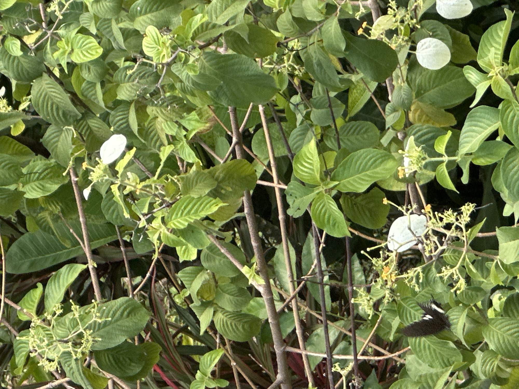 This image shows a close-up view of lush green foliage with a black and white butterfly resting on a leaf in the lower left quadrant. The butterfly's wings are partially open, revealing white markings. Among the leaves, there are clusters of small, pale yellow flowers and some round, white structures, possibly bracts or seed pods, which are characteristic of certain flowering plants. The scene is dominated by the dense green of the leaves and the brown branches of the plant, suggesting a natural or garden setting. The lighting indicates it is daytime. There are no people visible in the image. The context of Karon, Thailand, suggests this scene could be found in a garden, park, or natural area within the city.